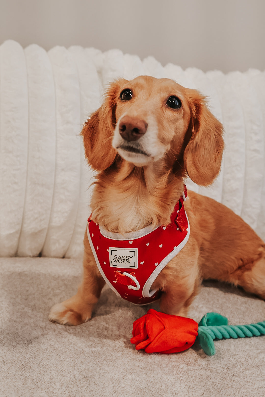 Dog Adjustable Harness - Little Love