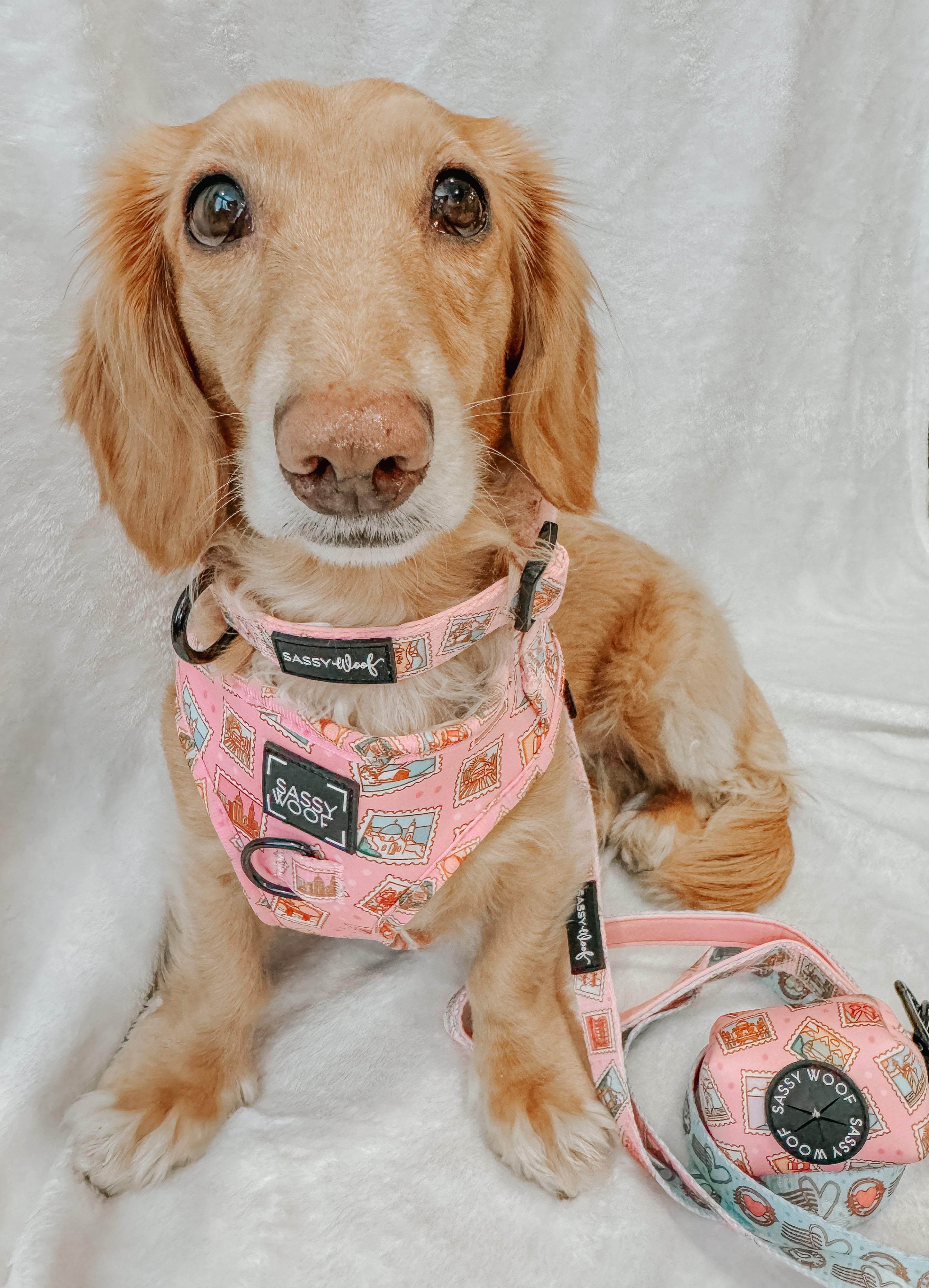 Dog Collar - Out of Office