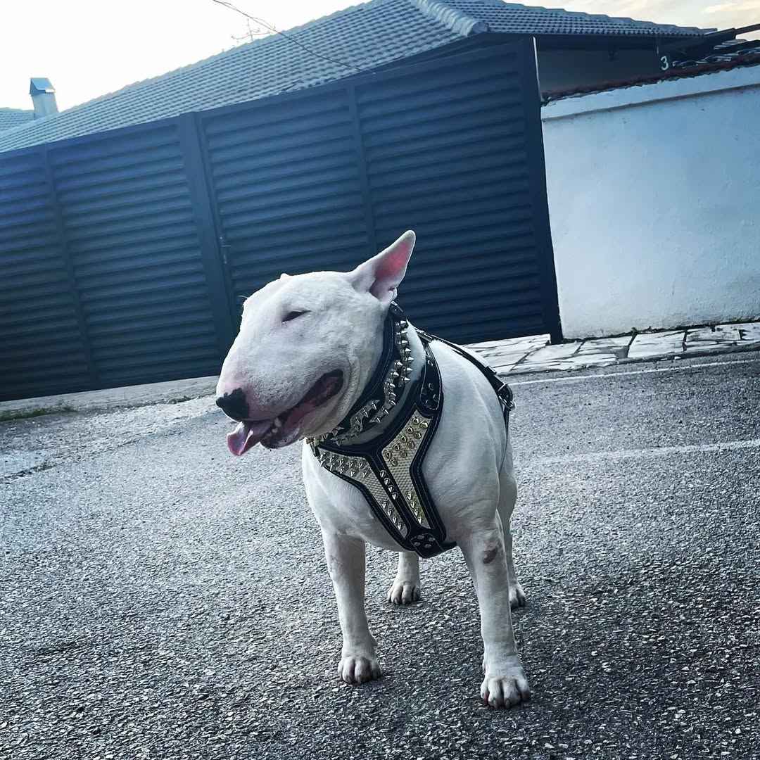 Bestia Platinum Leather Medium Dog Harness