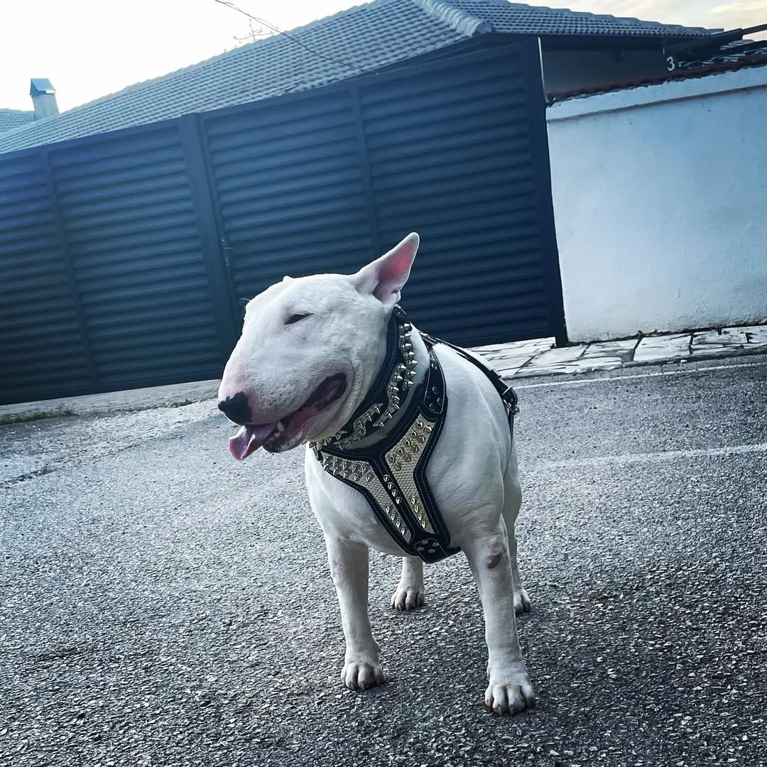 Bestia Dog Gear Genuine Leather Dog Harness 