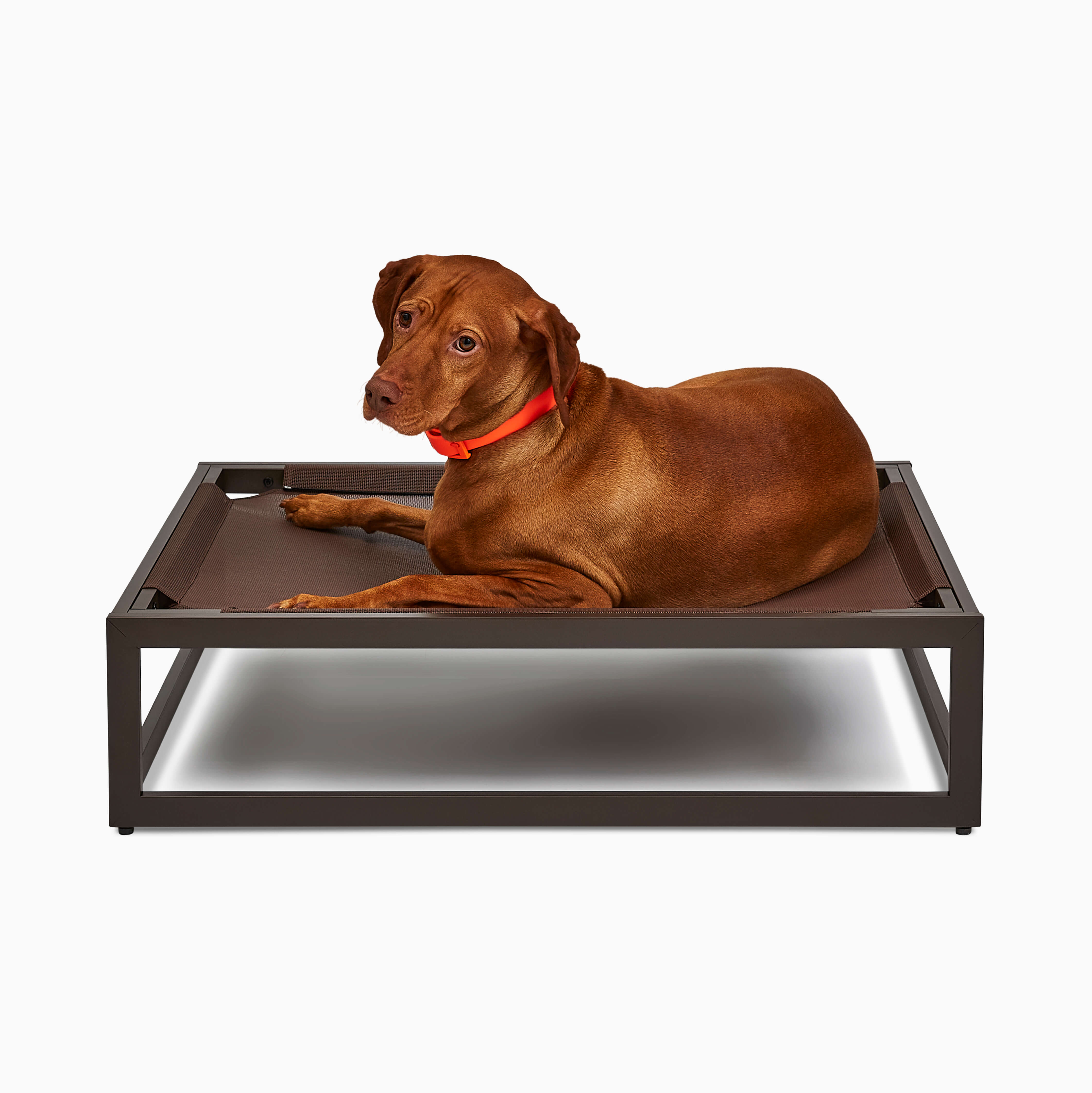 The Up Pup Dog Bed