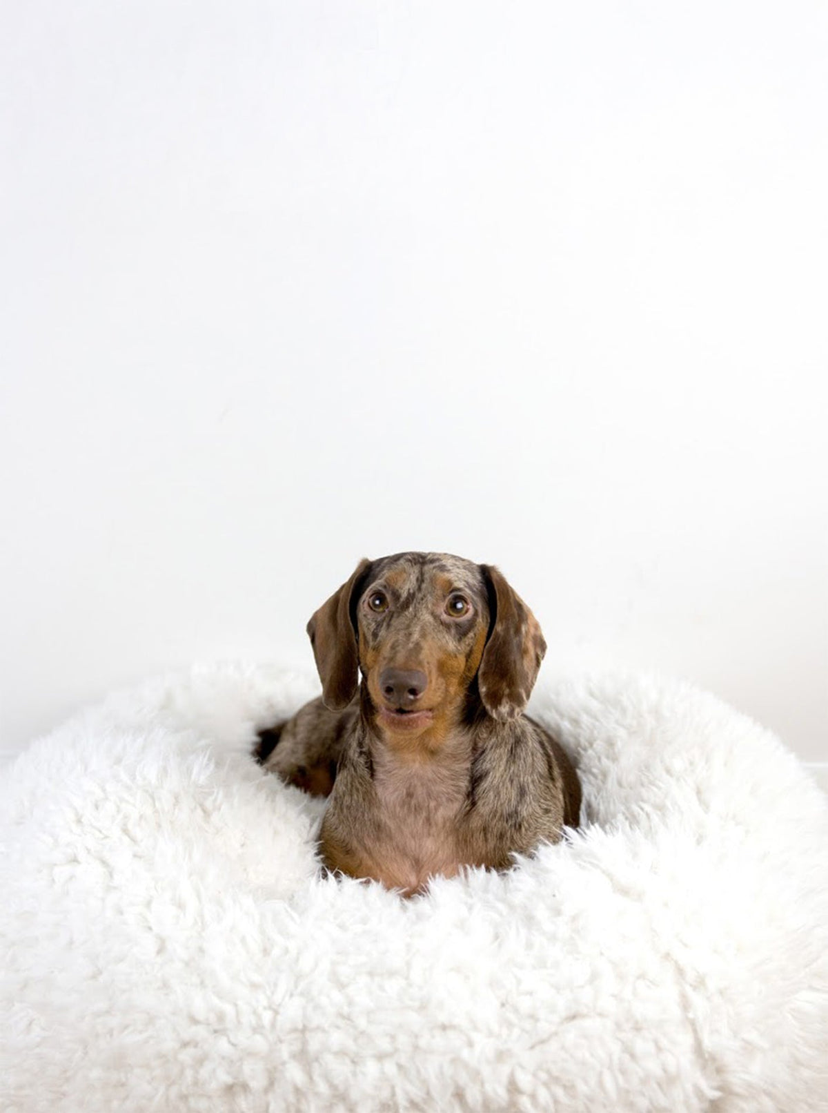 POD DOG BED - HT Animal Supply