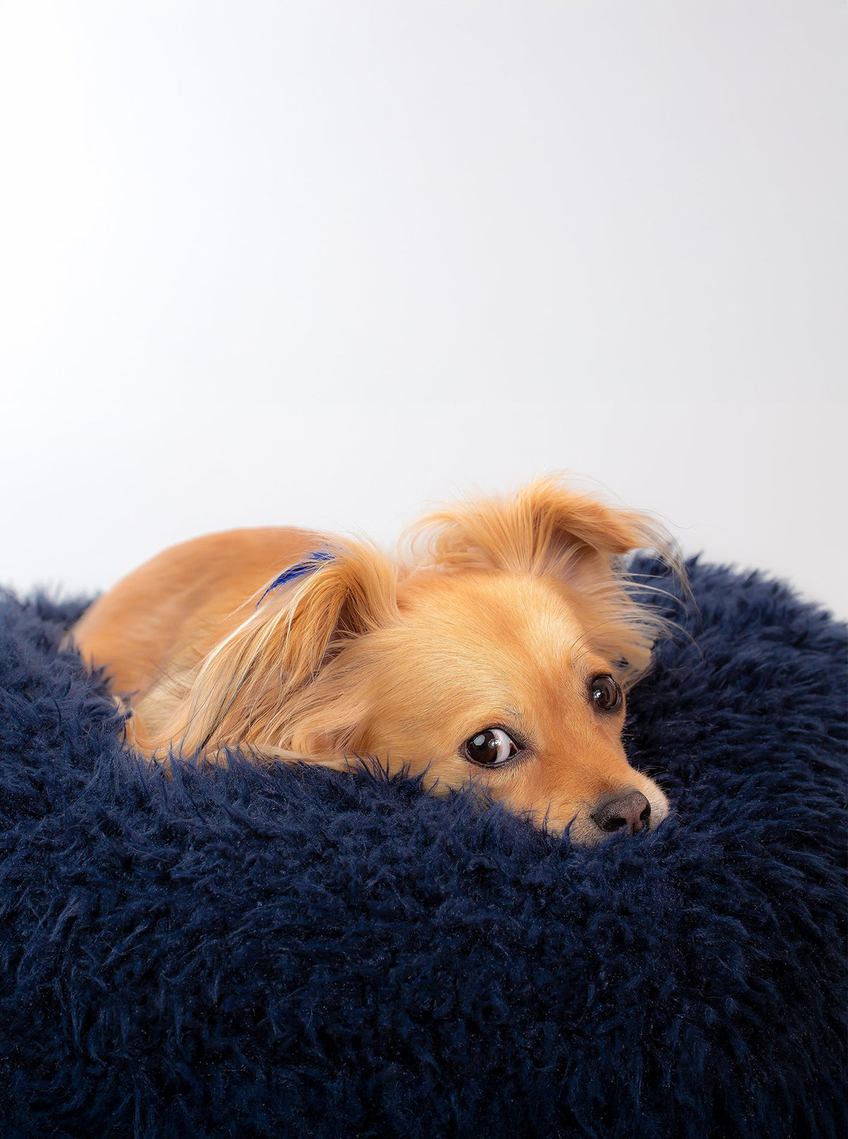 POD DOG BED - HT Animal Supply