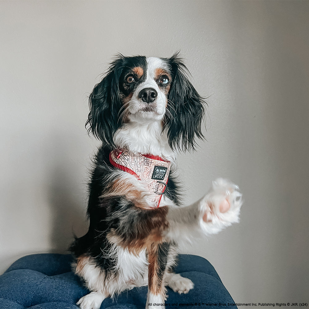 Dog Adjustable Harness - Harry Potter™ Marauders Map™