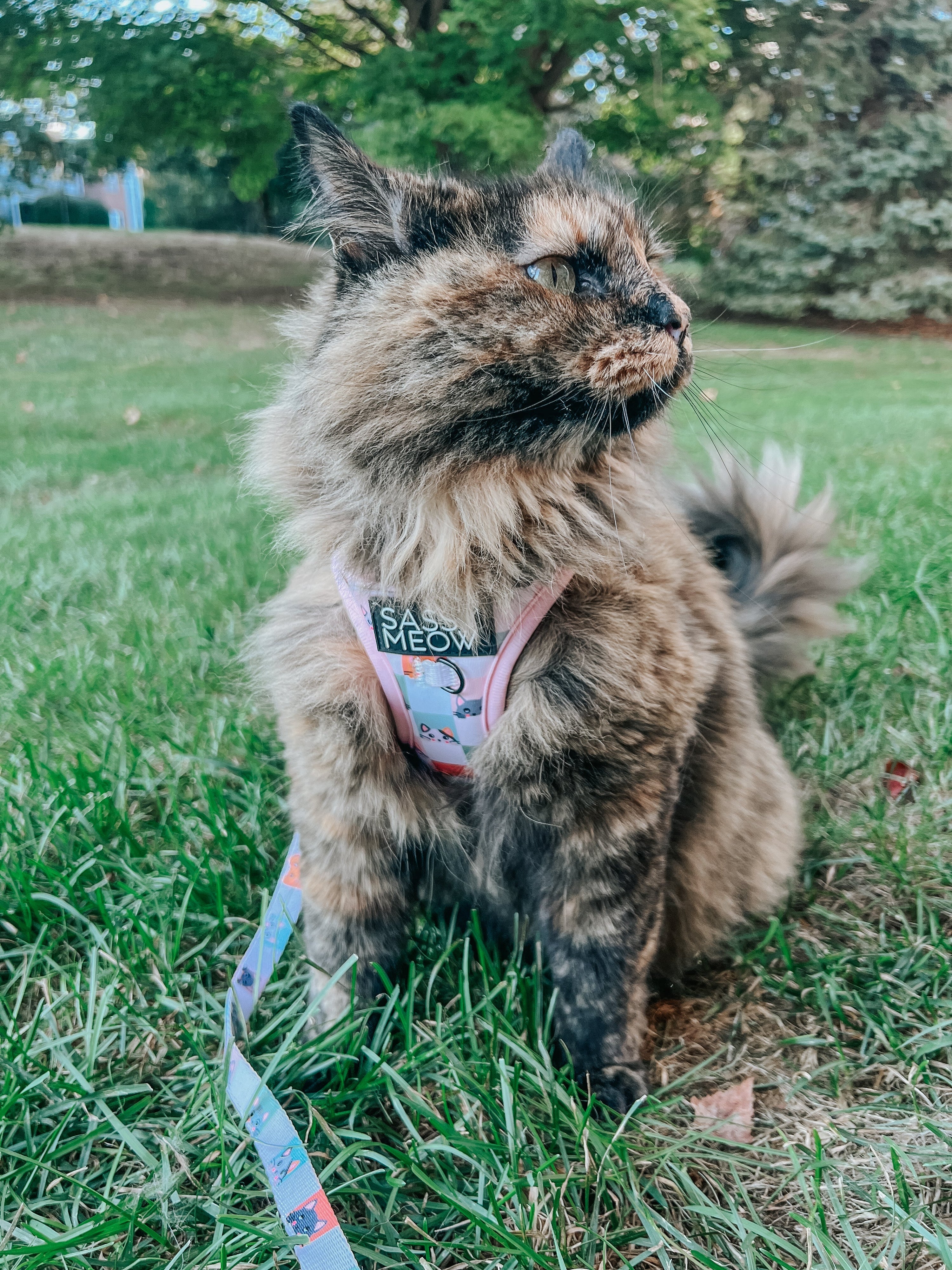 Cat Step-In Harness - Smitten Kittens