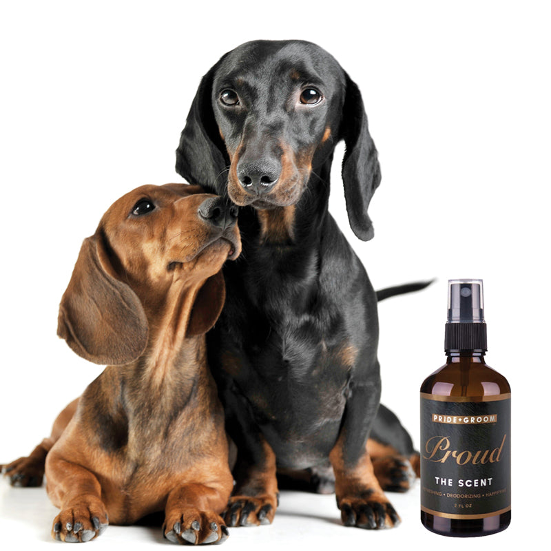 PRIDE+GROOM Flea + Tick Defense Dog Grooming Duo