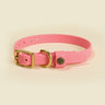 Sporting Puppy Collar - Coral