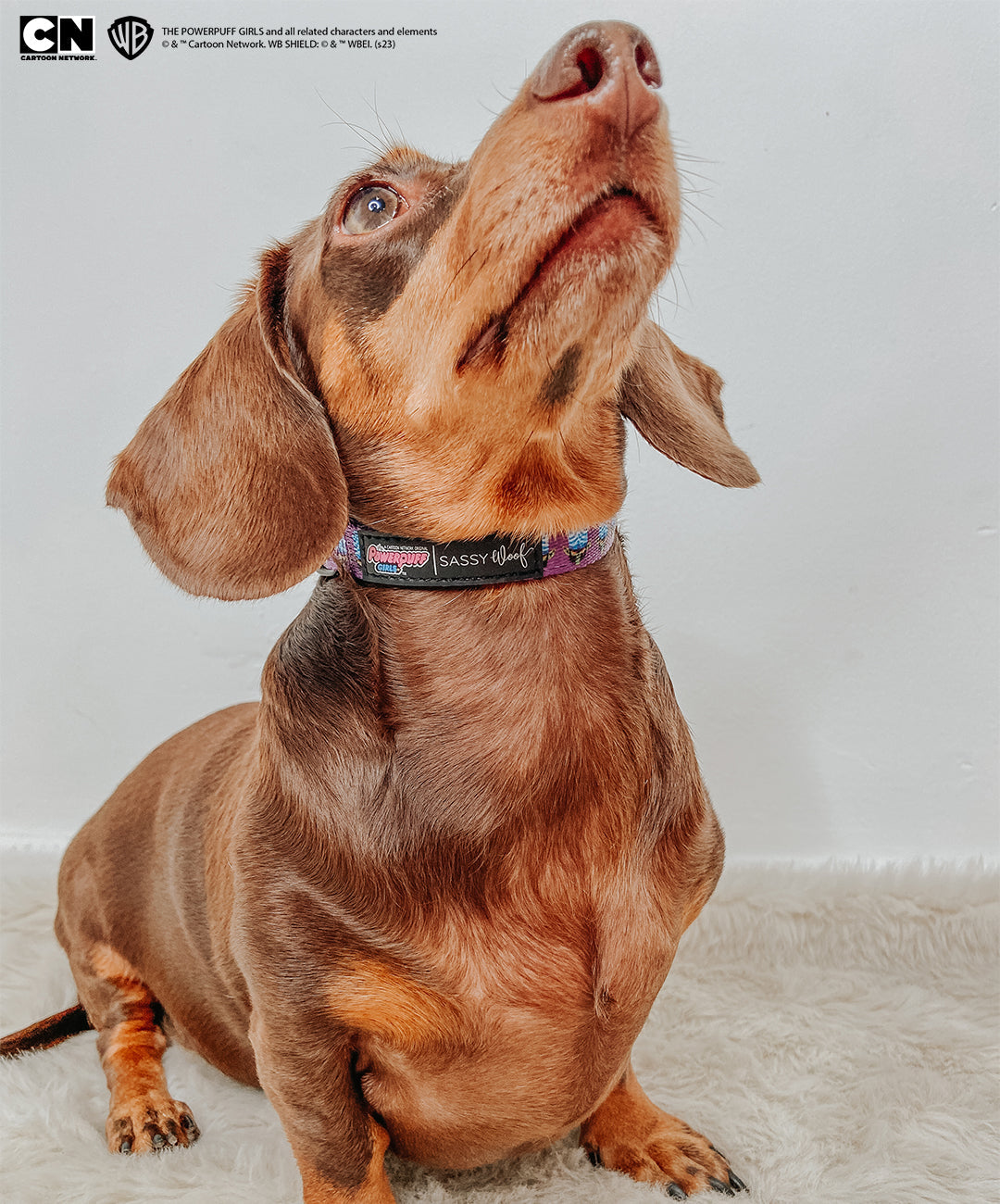 Dog Collar - Mojo Jojo™
