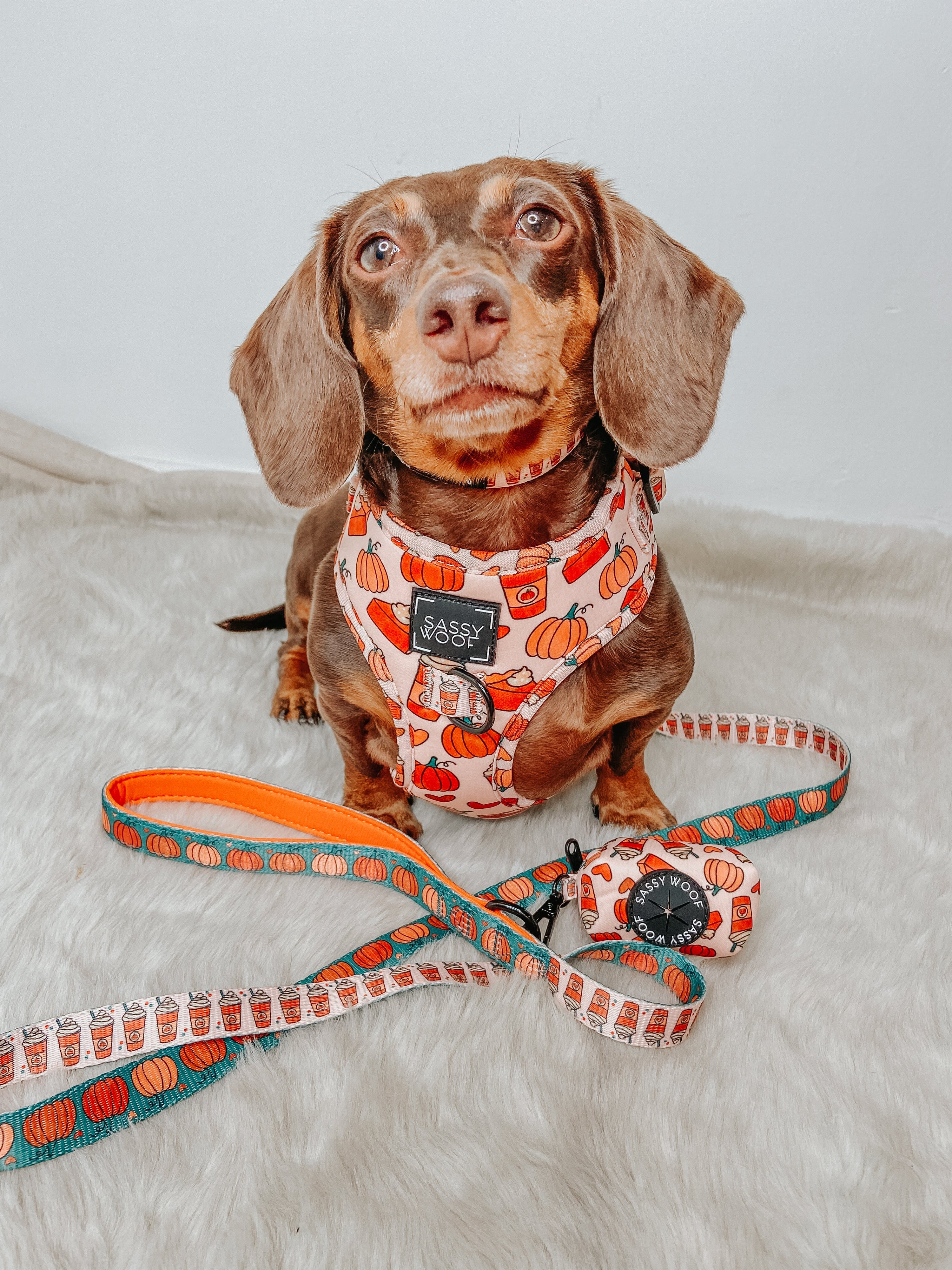 Dog Leash - Pie There!