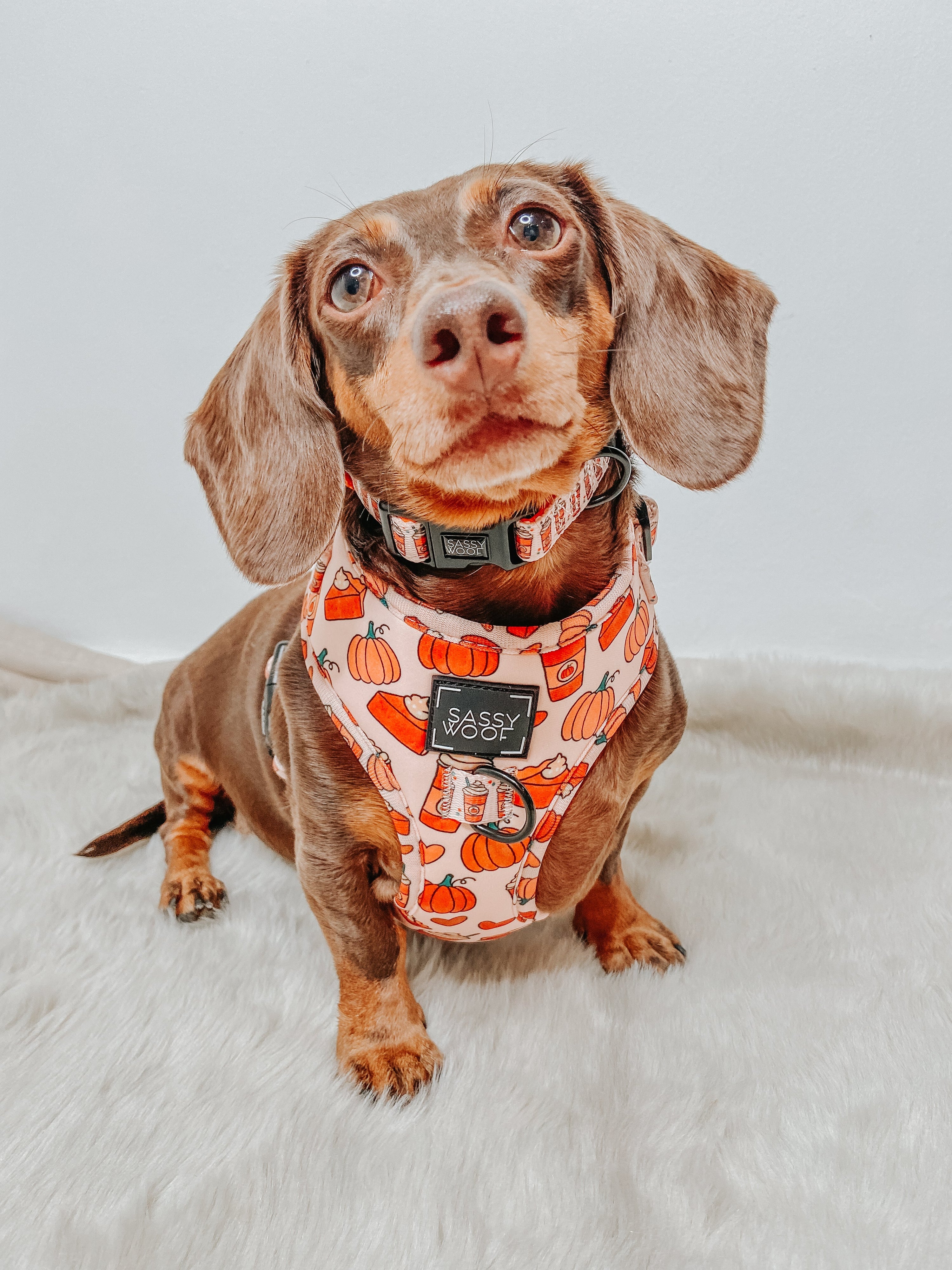 Dog Adjustable Harness - Pie There!