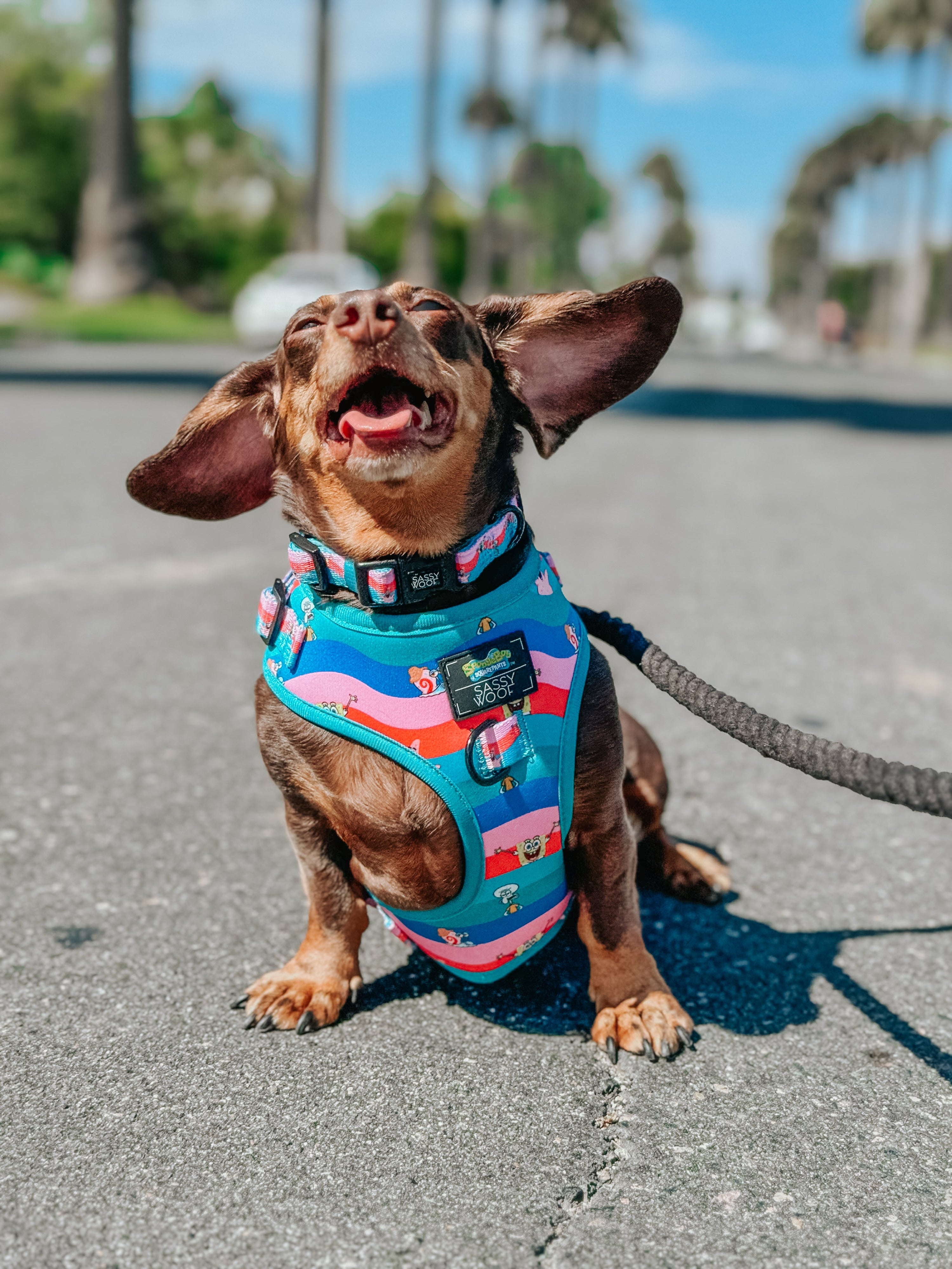 Dog Collar - SpongeBob SquarePants™ and Friends