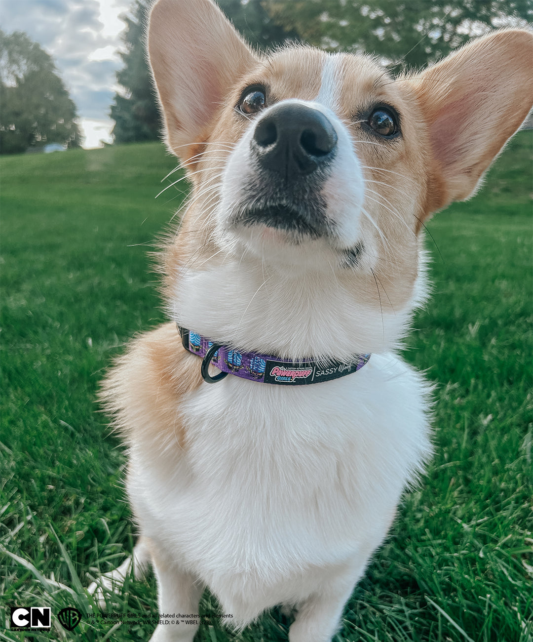 Dog Collar - Mojo Jojo™