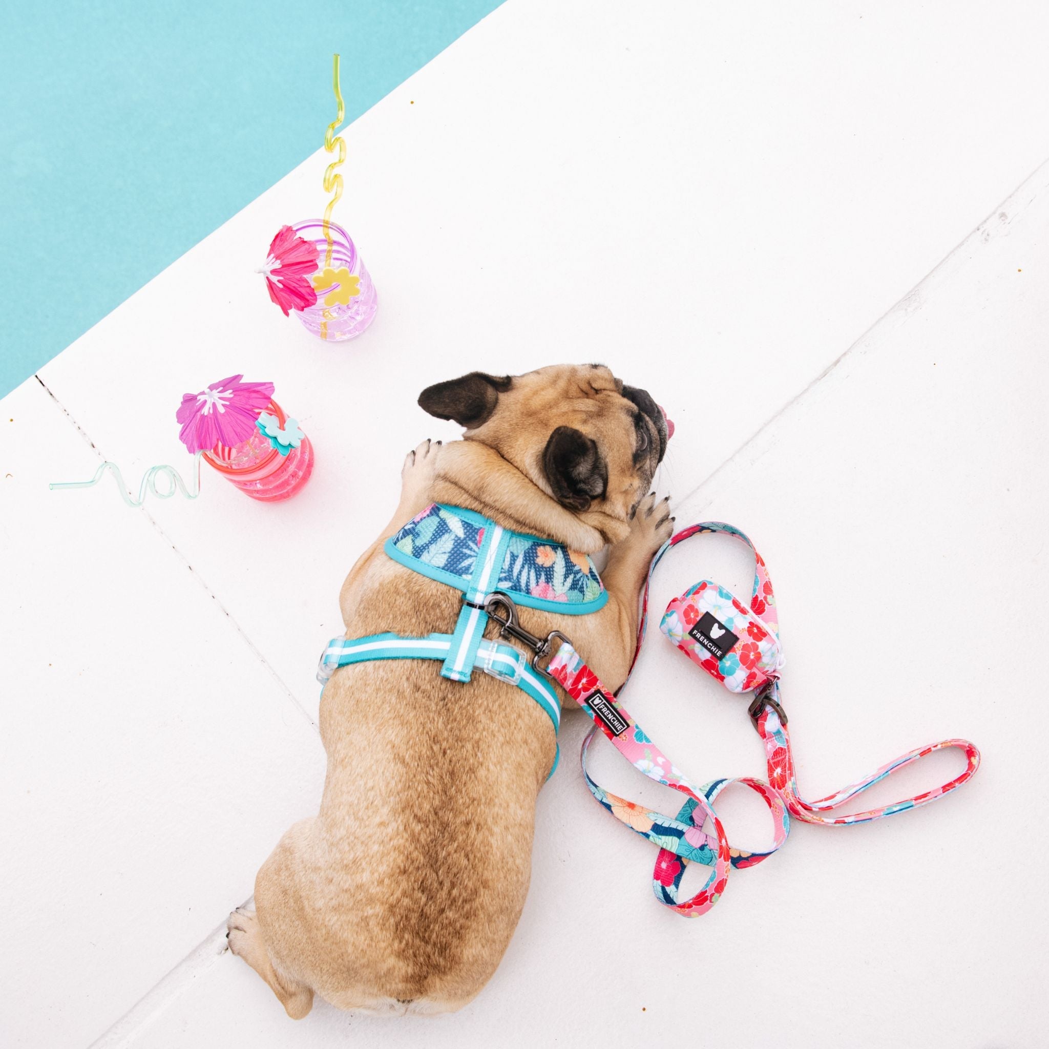 Frenchie Comfort Leash - Paradise
