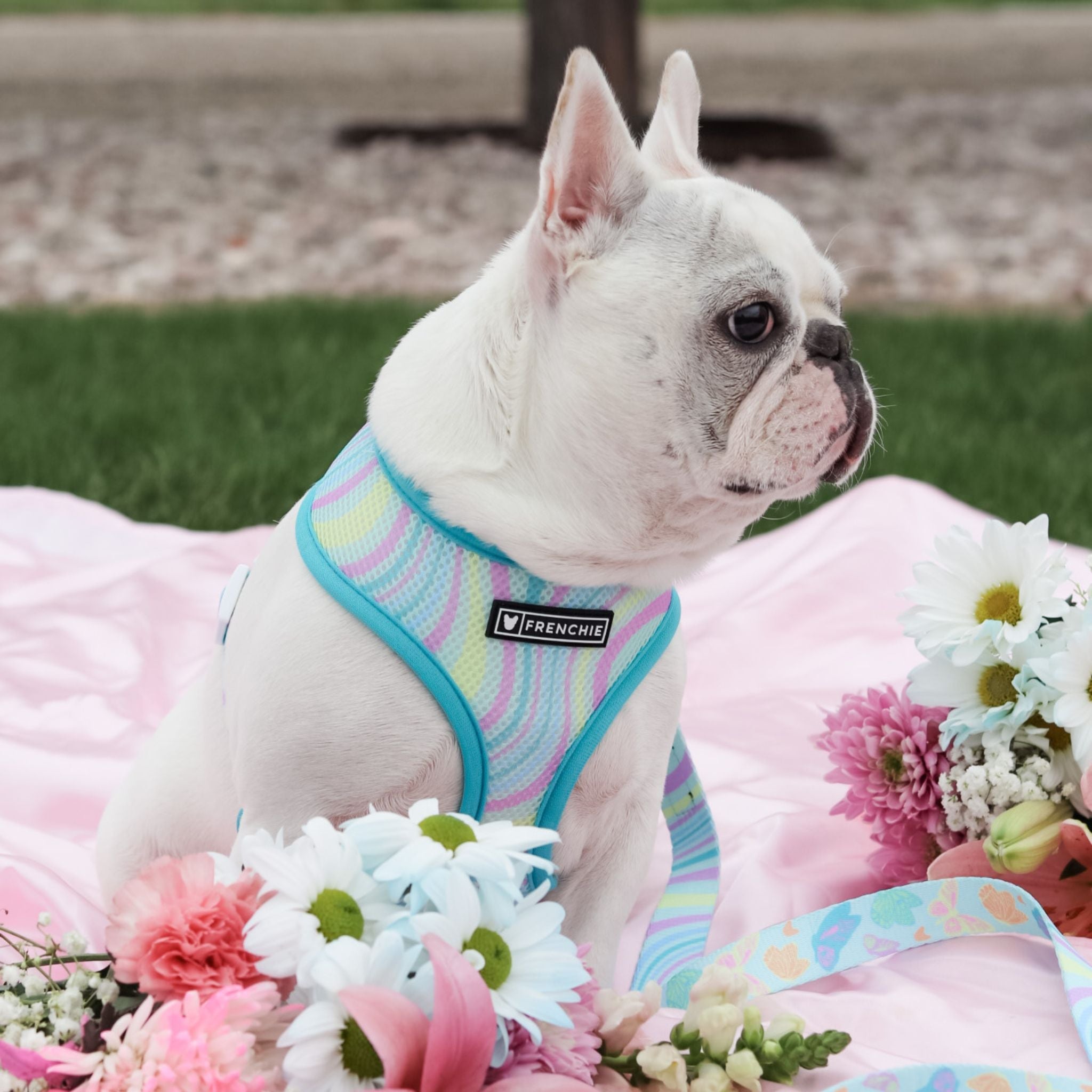 Frenchie Duo Reversible Harness - Pastel Butterfly