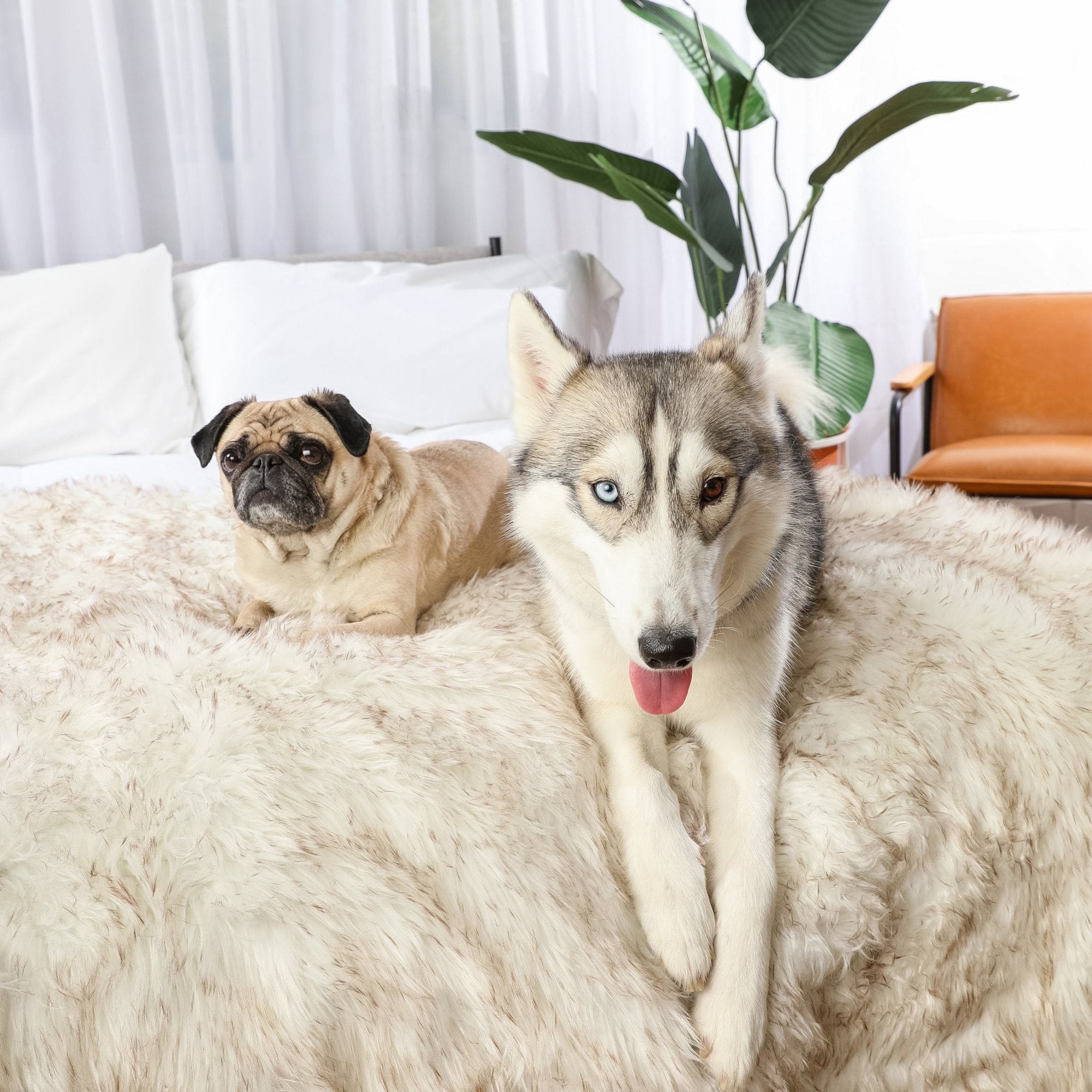 PupProtector Waterproof Throw Blanket White with Brown Accents 