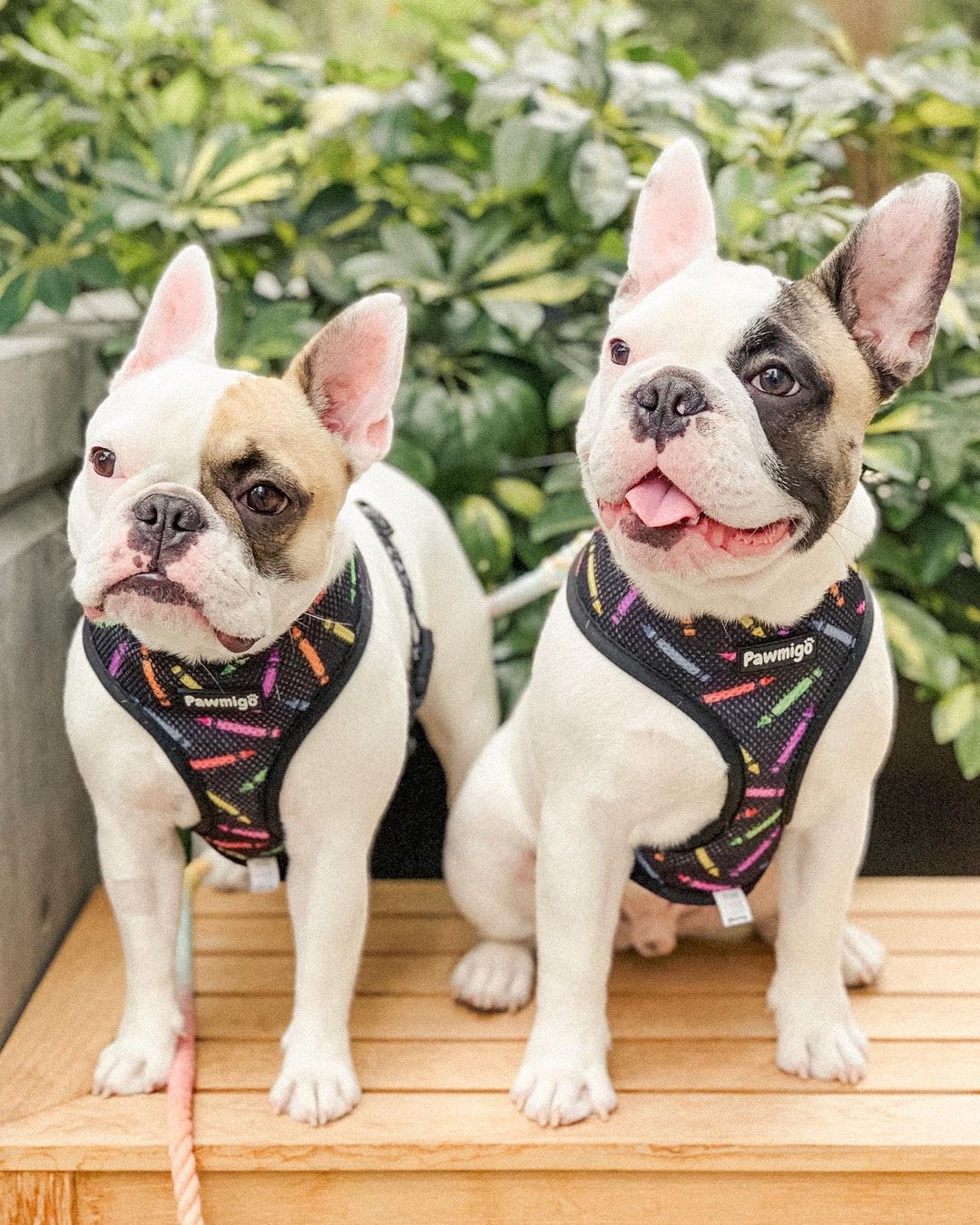 Teachers Pet Reversible Harness