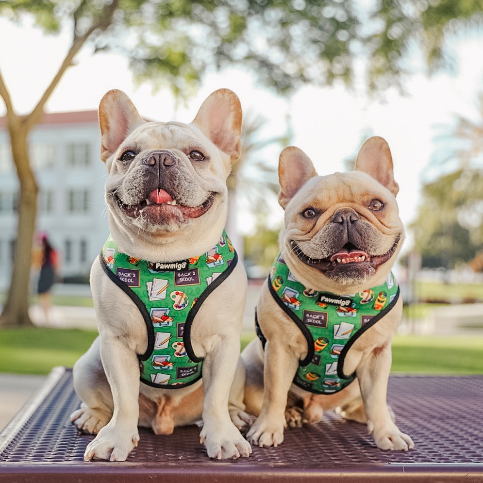 Teachers Pet Reversible Harness
