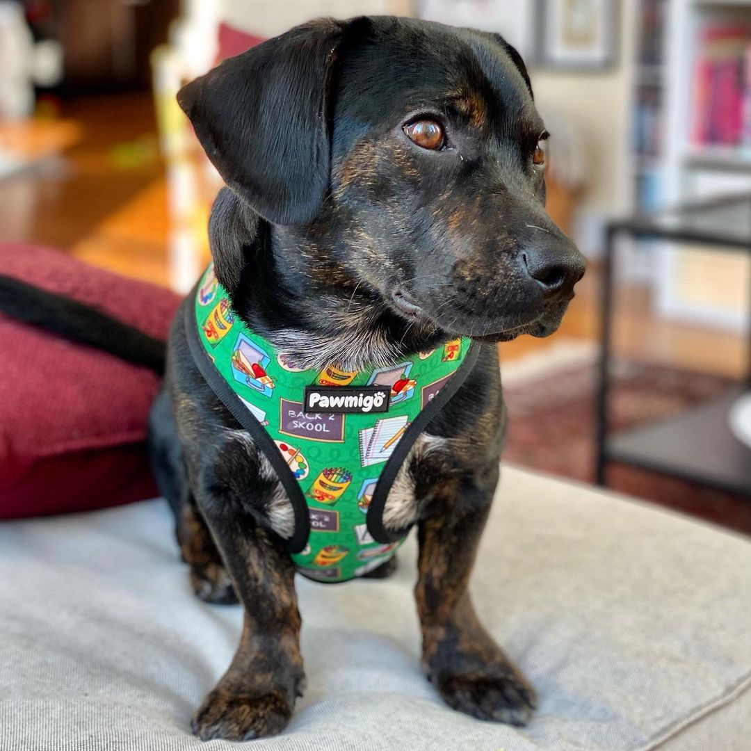 Teachers Pet Reversible Harness