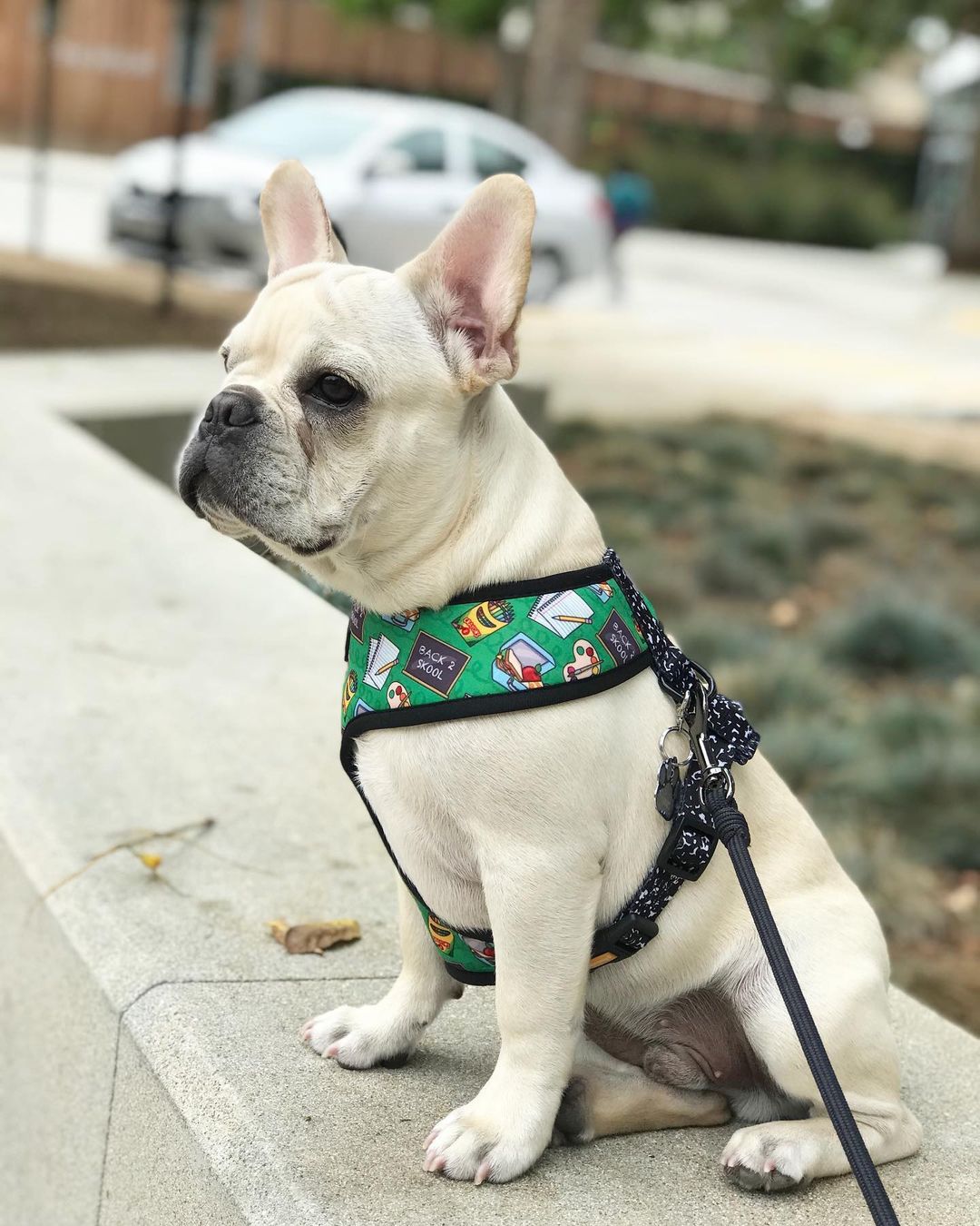 Teachers Pet Reversible Harness