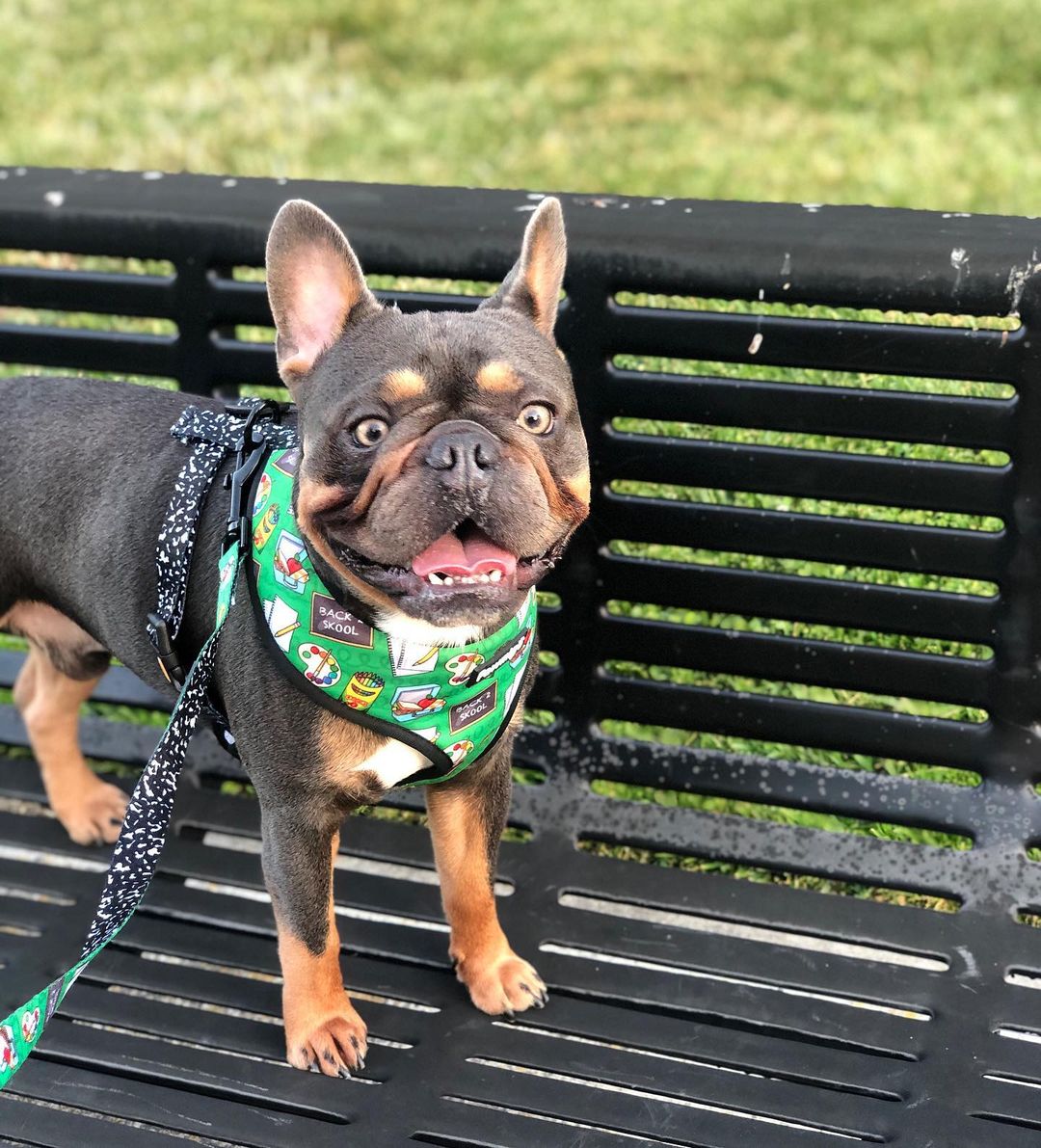Teachers Pet Leash Kit