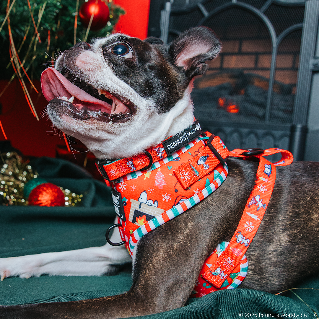 Dog Collar - Peanuts™ Beagle Bells