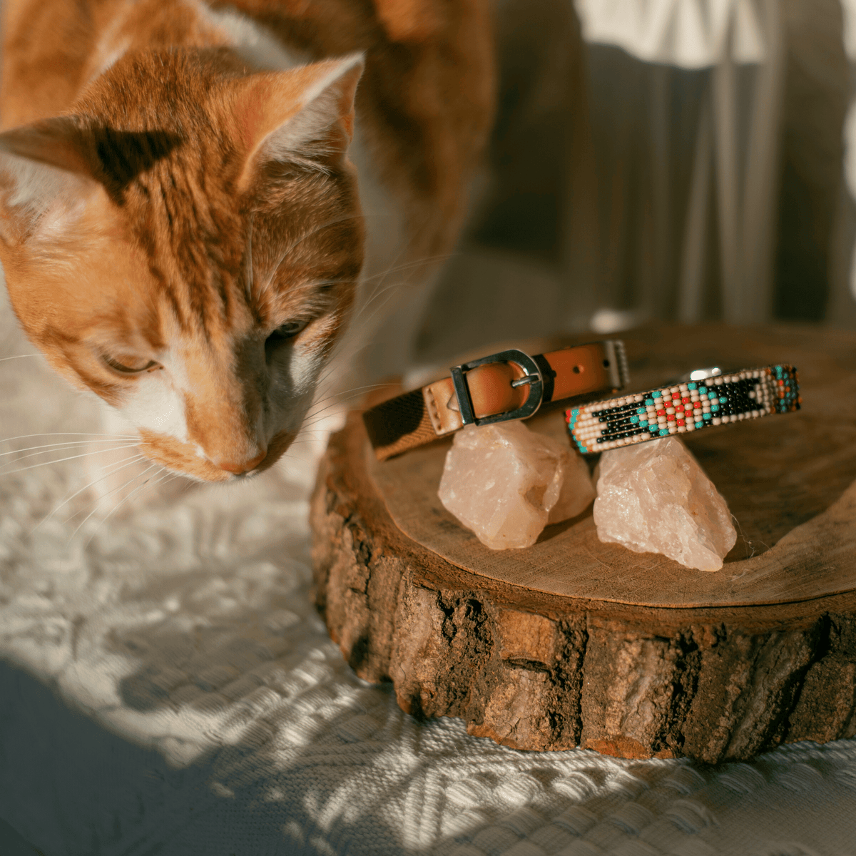 Phoenix Sambboho cat collar