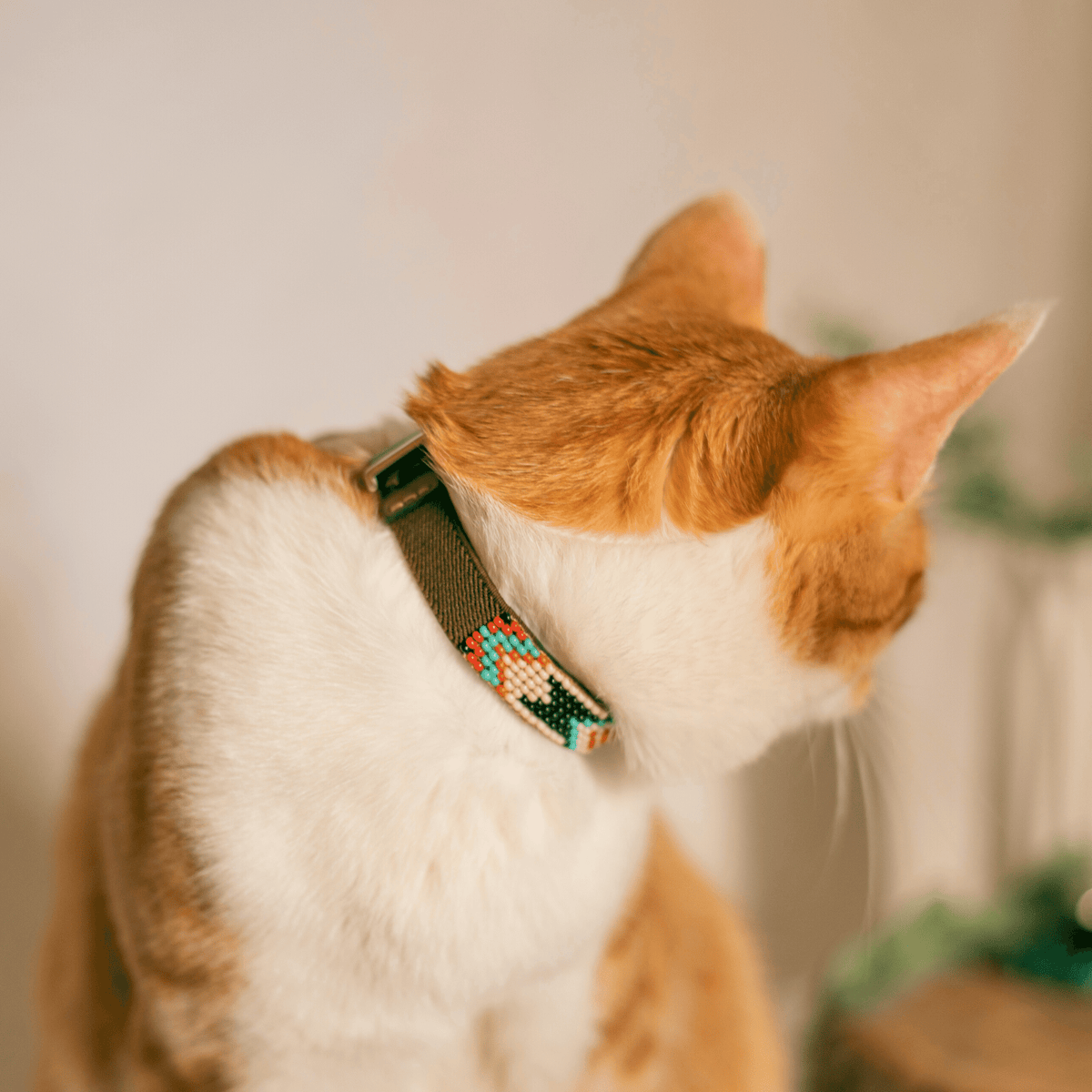 Phoenix Sambboho cat collar