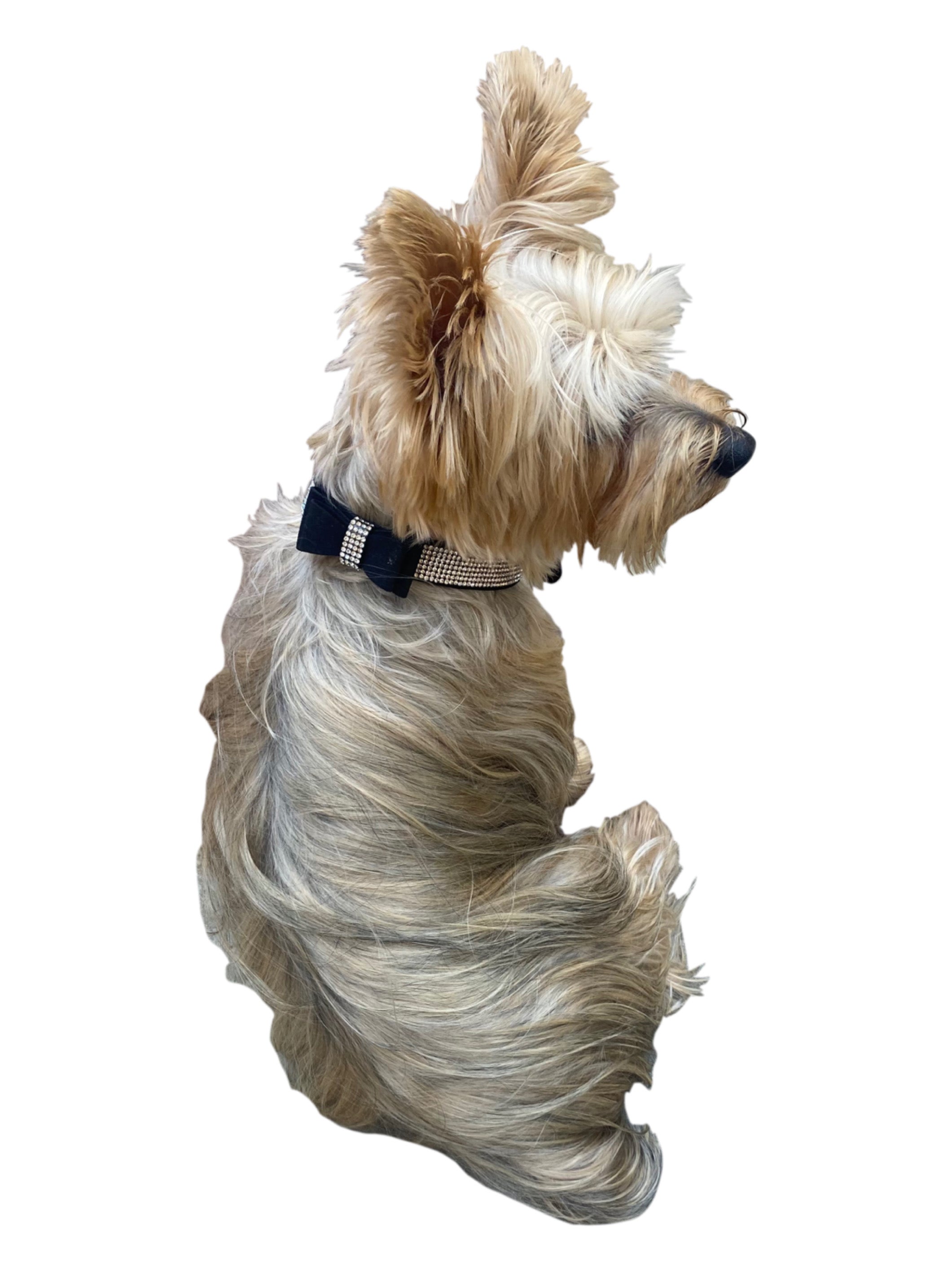 Bow Tie Dog Collar in Pleather, Black