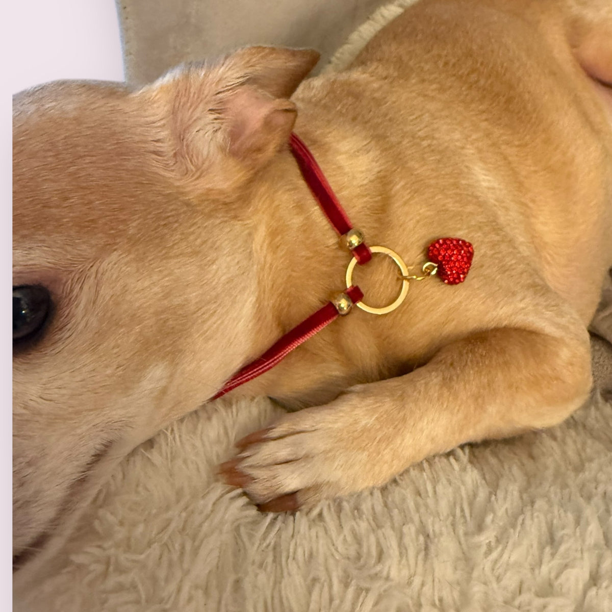 My Sweet Petite Velvet Rope Dog Necklace