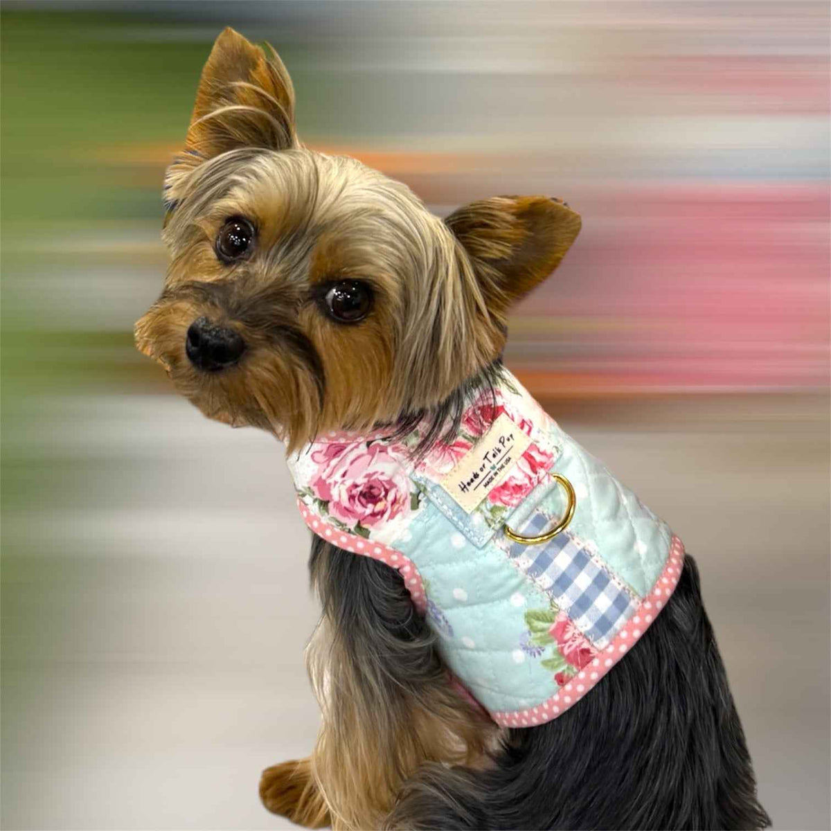 Heads or Tails Pup Rosie Keepsake Dog Harness