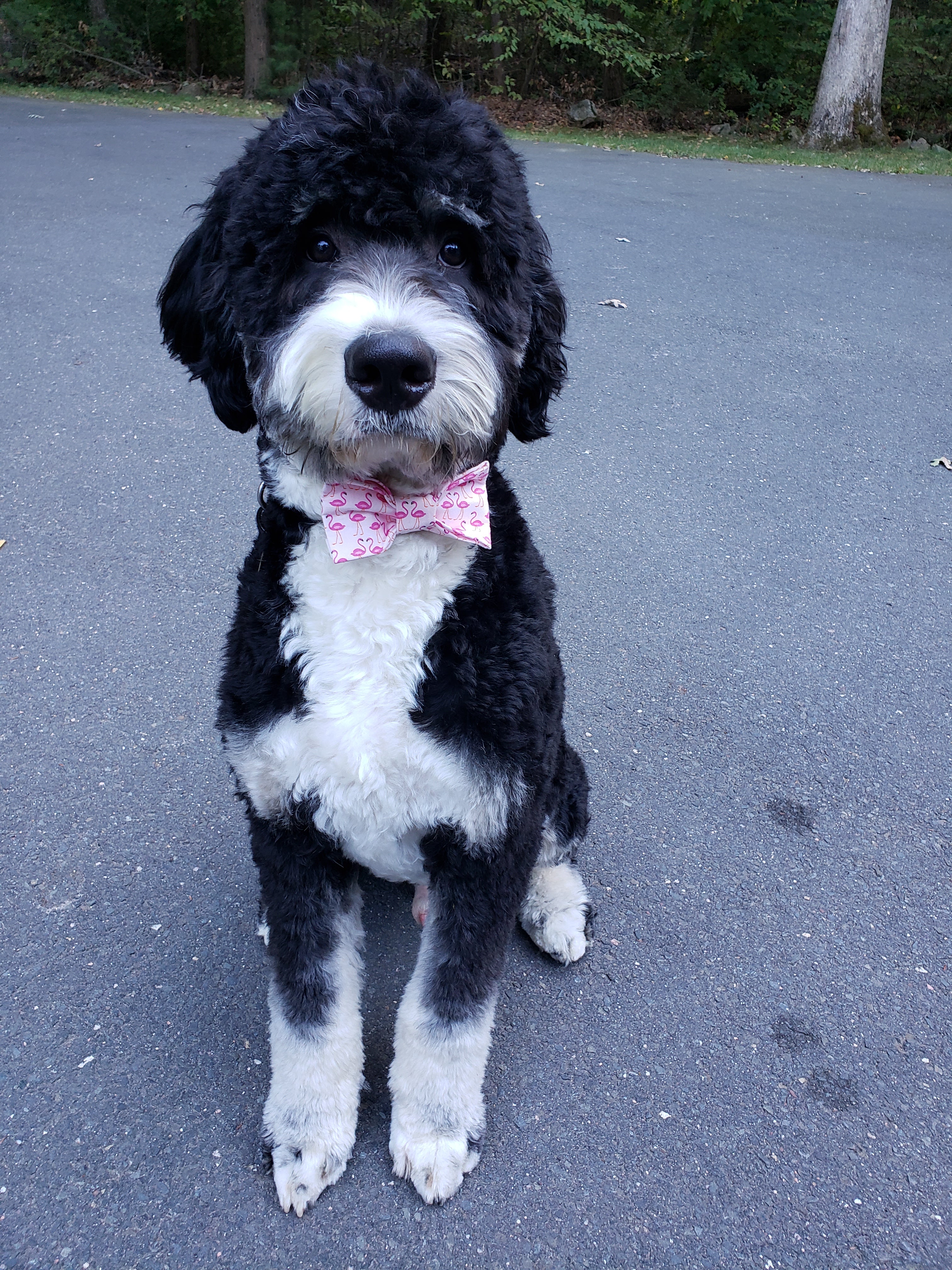 Pink Flamingo Dog Bow Tie