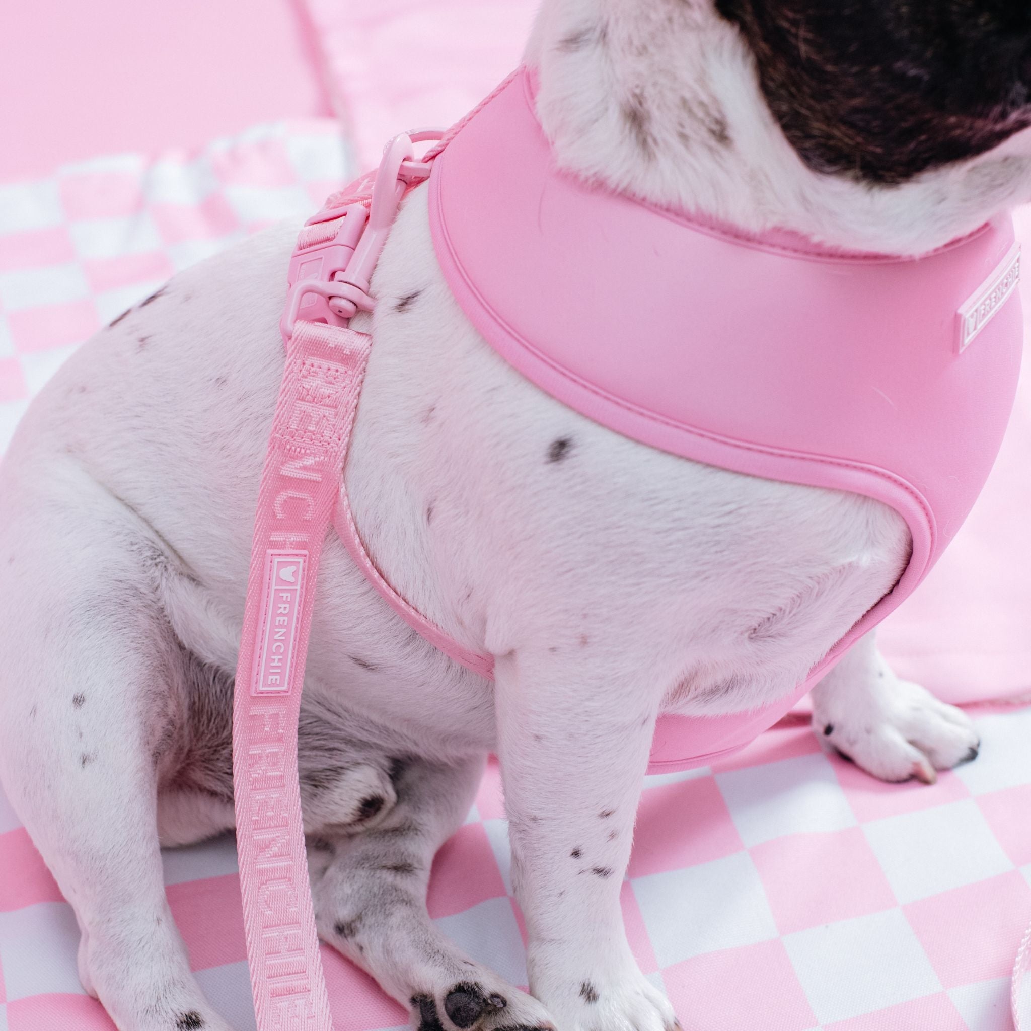 Frenchie Comfort Leash - Pink Bubblegum