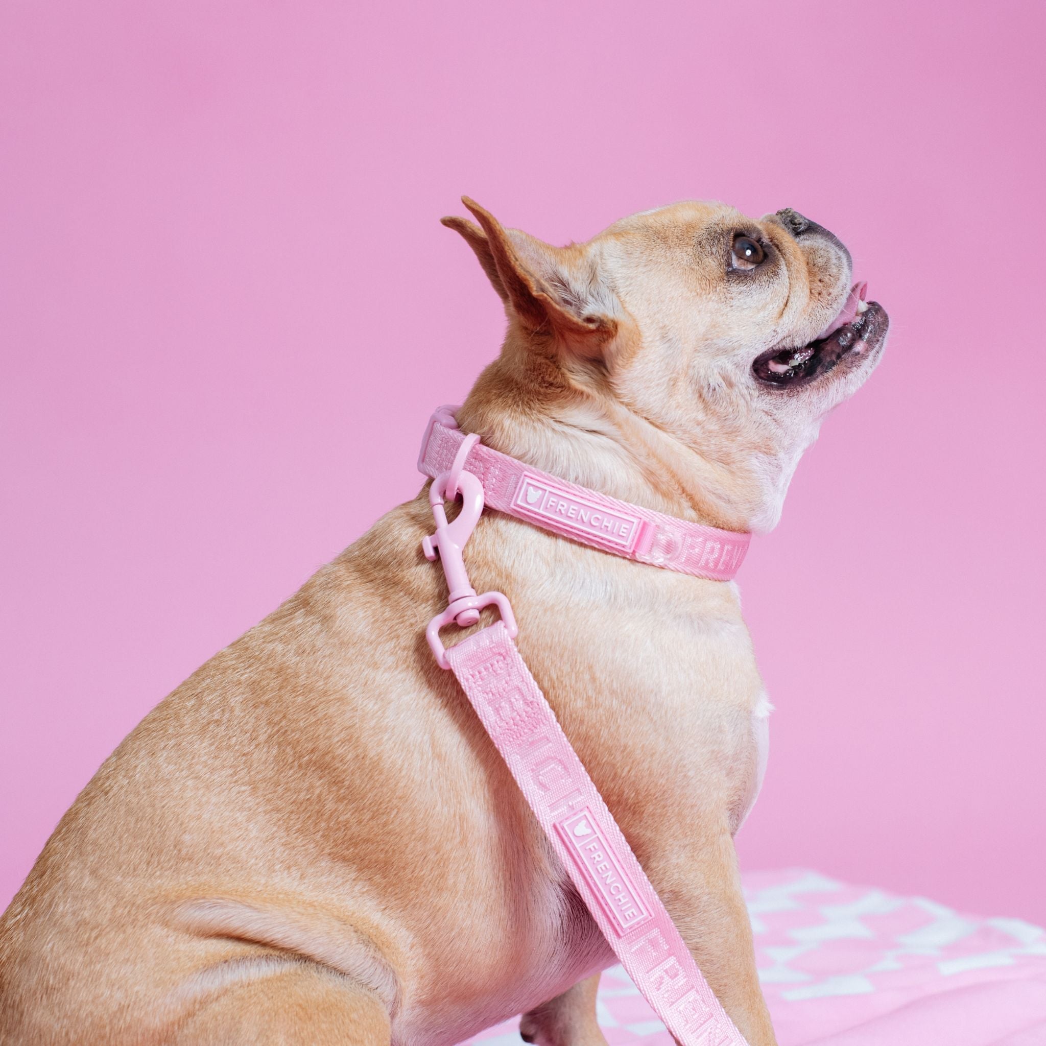 Frenchie Comfort Leash - Pink Bubblegum