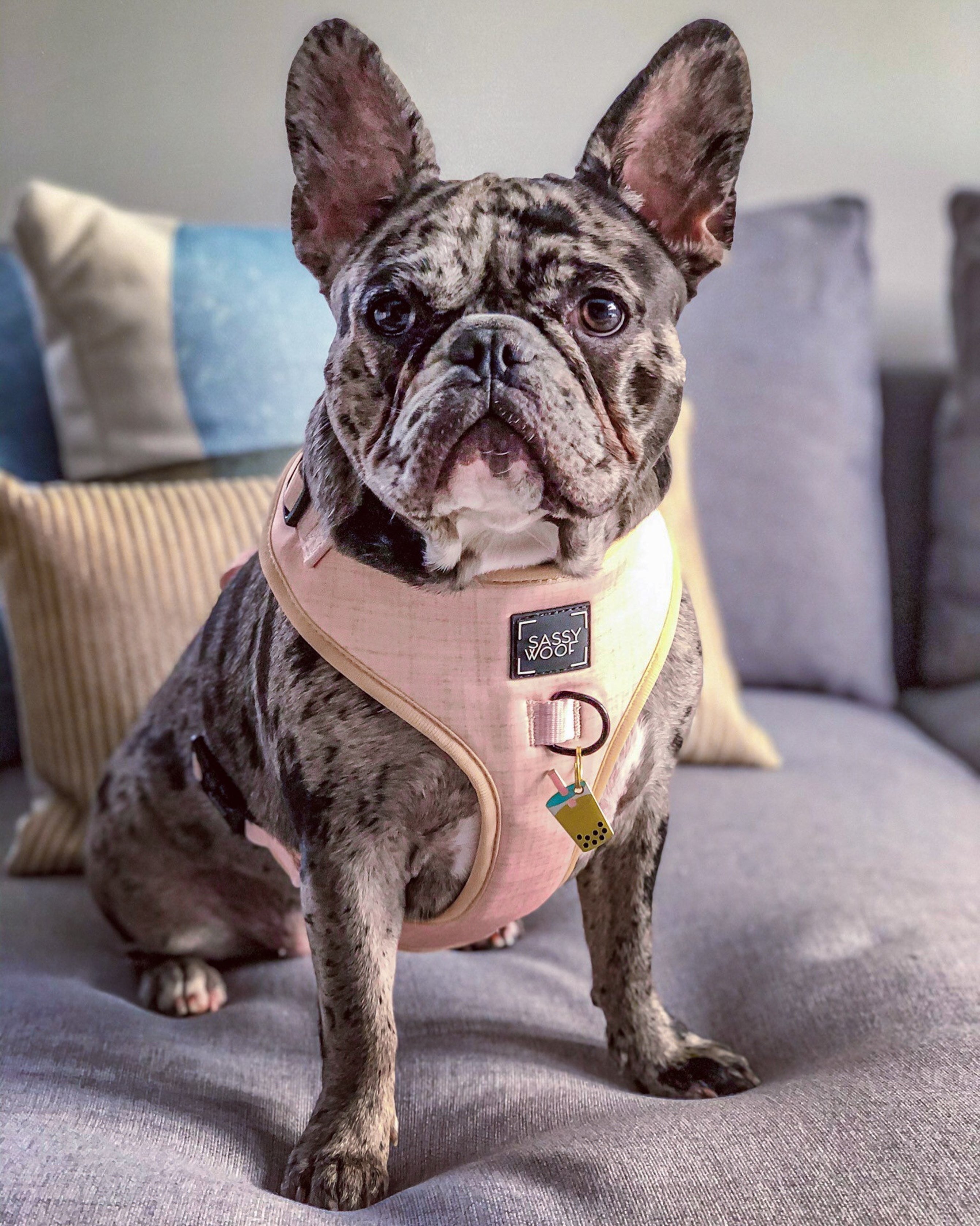 Dog Adjustable Harness - Pinot