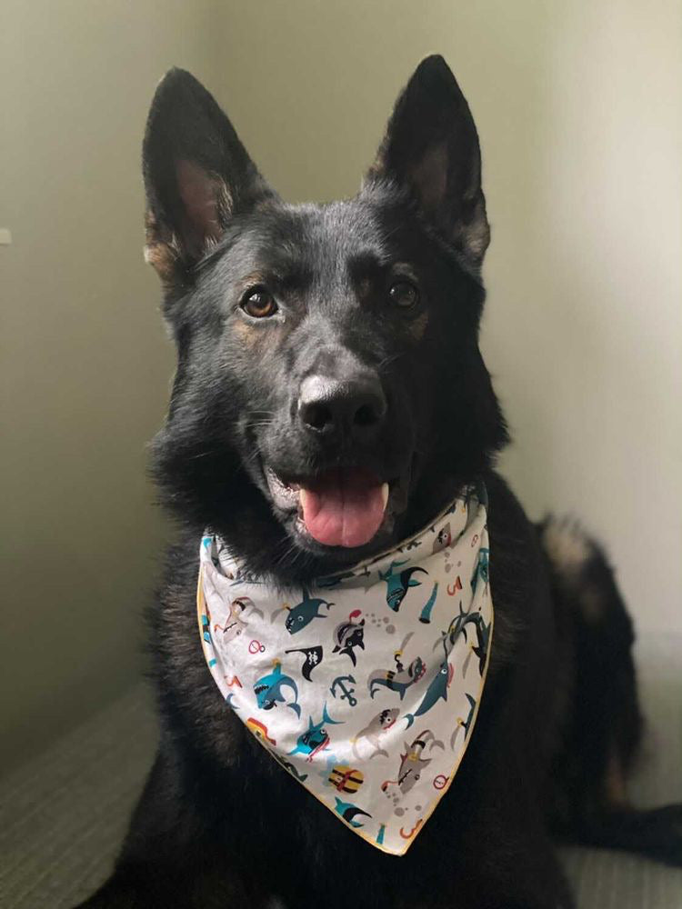 Pirate Shark Bandana