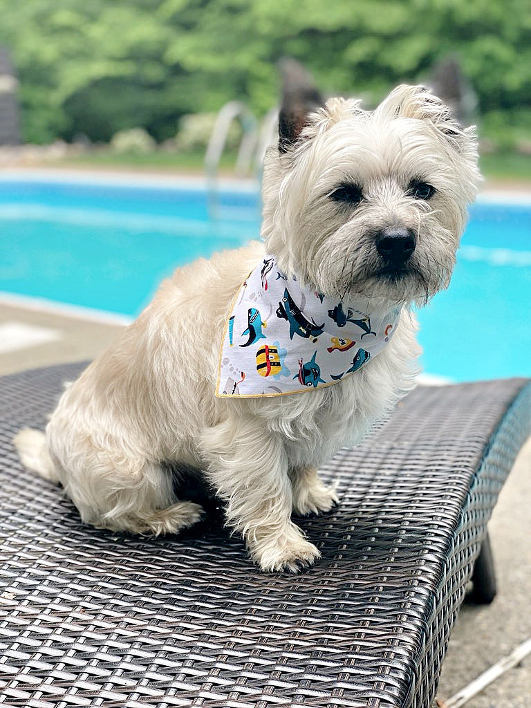 Pirate Shark Bandana