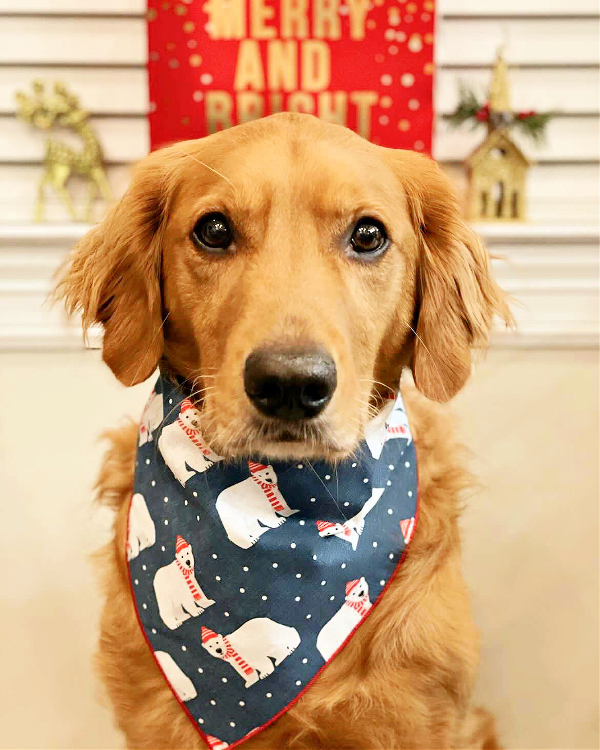 Polar Bear Dog Bandana