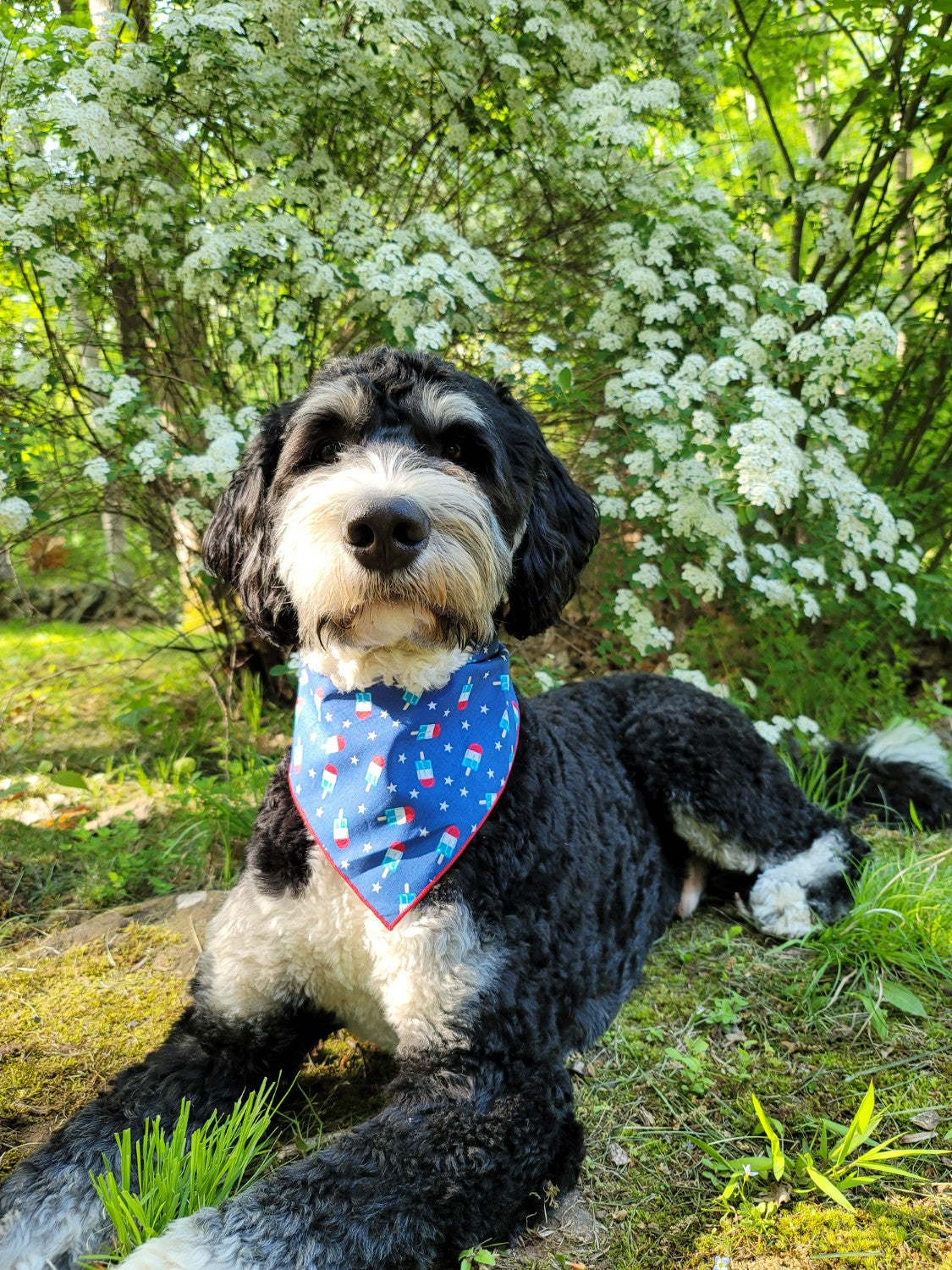 Popsicles Summer Dog Bandana