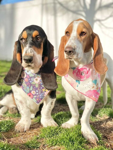 Pretty Rose Dog Bandana