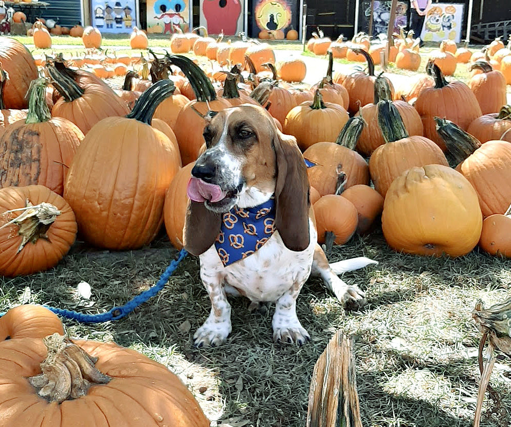 Pretzel Dog Bandana