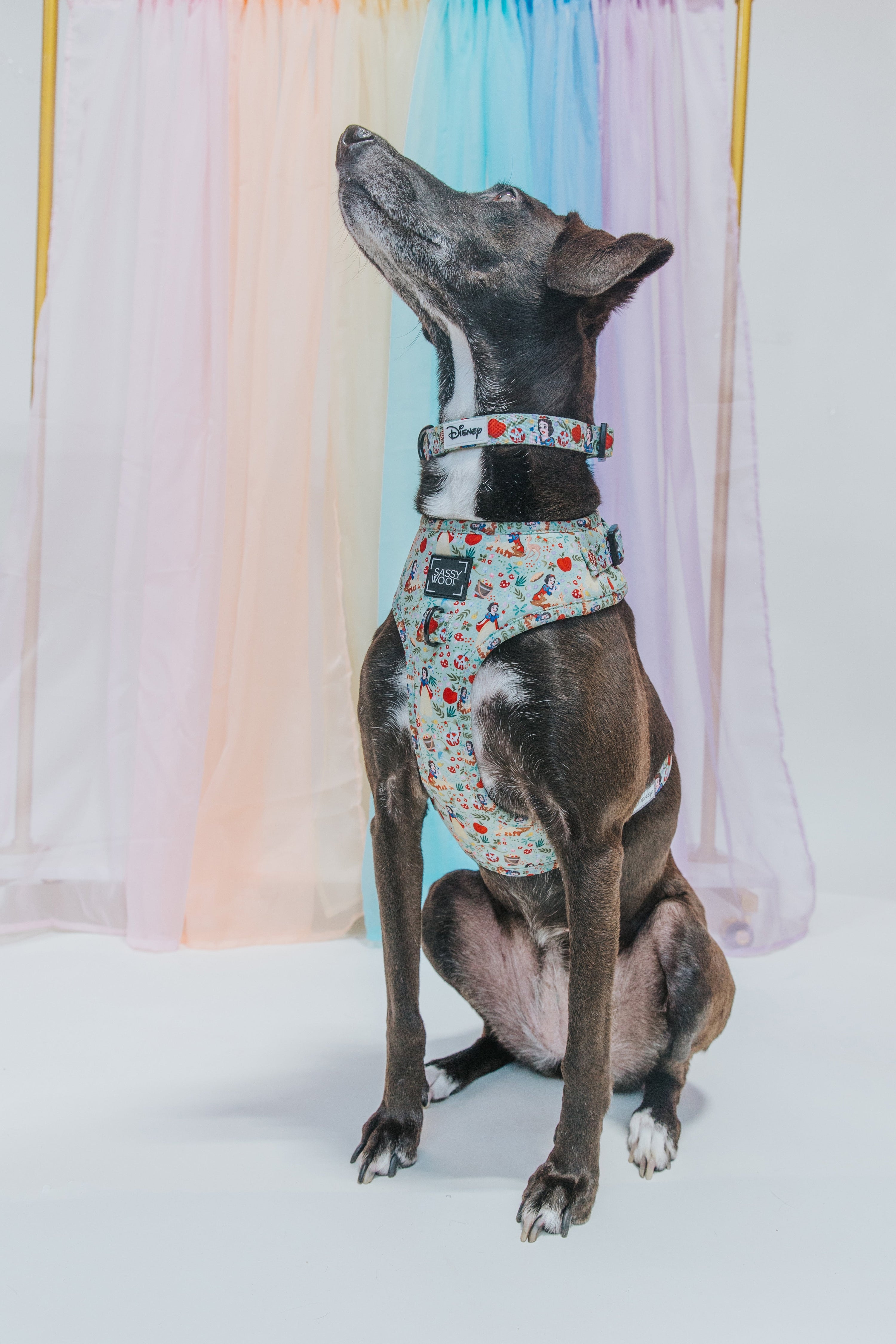 Dog Collar - Disneys Snow White