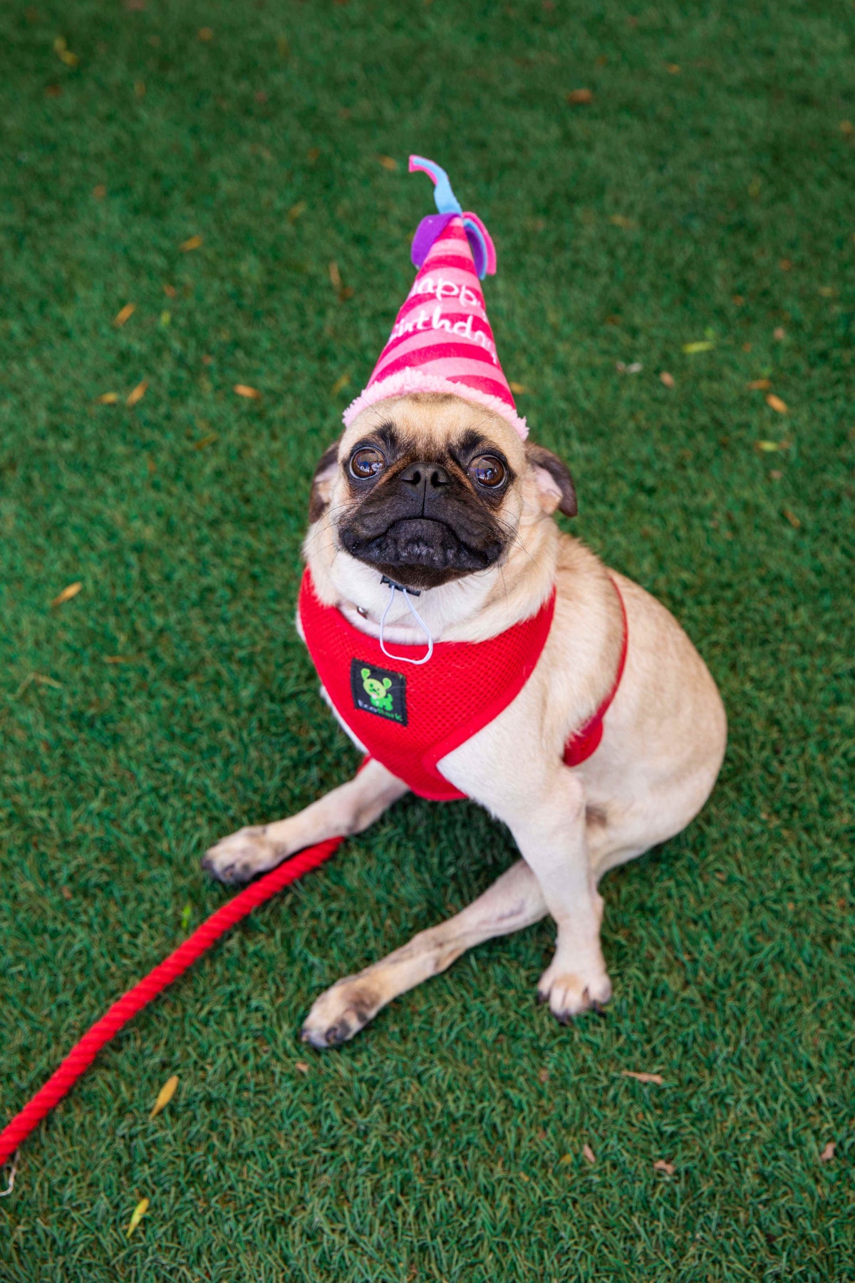 Glow Pups: Pink Birthday Hat Squeaky Plush Dog Toy