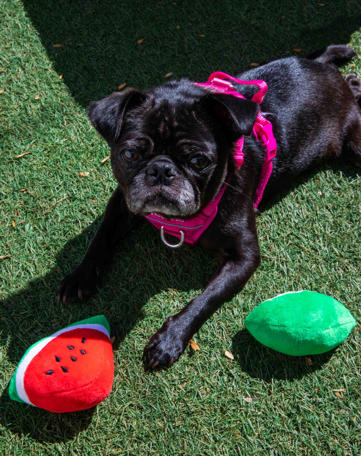 Glow Pups: Watermelon Squeaky Plush Dog Toys - 2 Pack