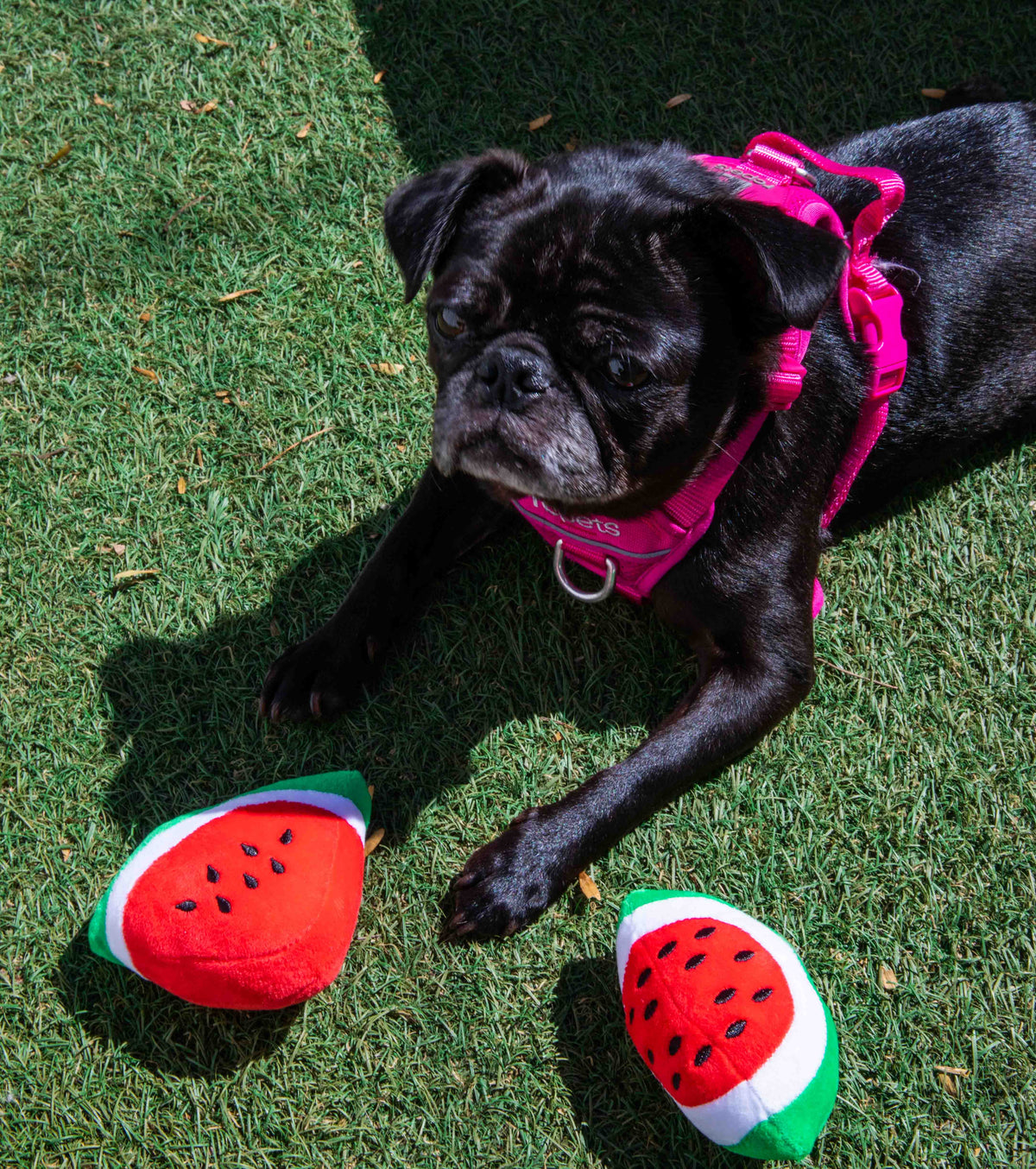Glow Pups: Watermelon Squeaky Plush Dog Toys - 2 Pack