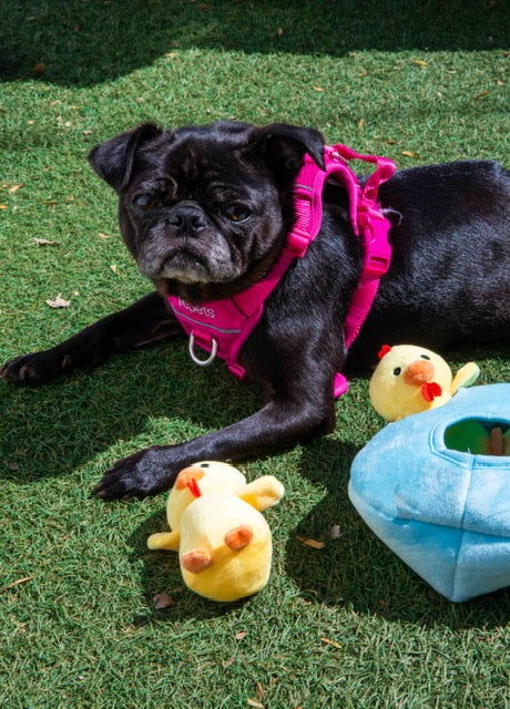 Glow Pups: Chicken in Egg Hide and Seek Plush Dog Toy Set