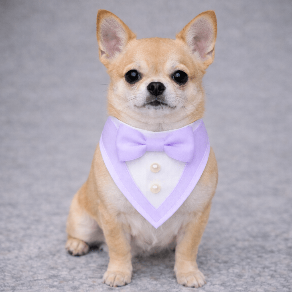 Heads or Tails Pup Purplele Ceremony Tuxedo Dog Bandana