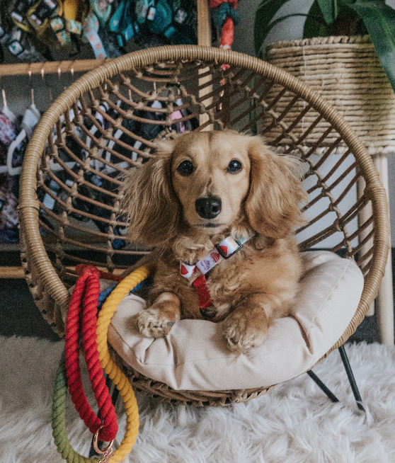 Dog Rope Leash - Taste The Rainbow
