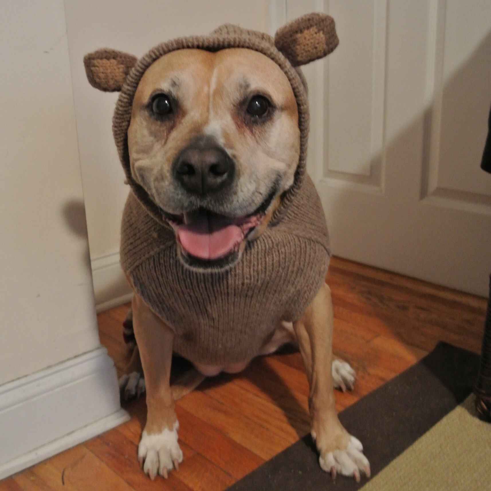 Chilly Dog Monkey Knit Wool Hoodie Dog Sweater