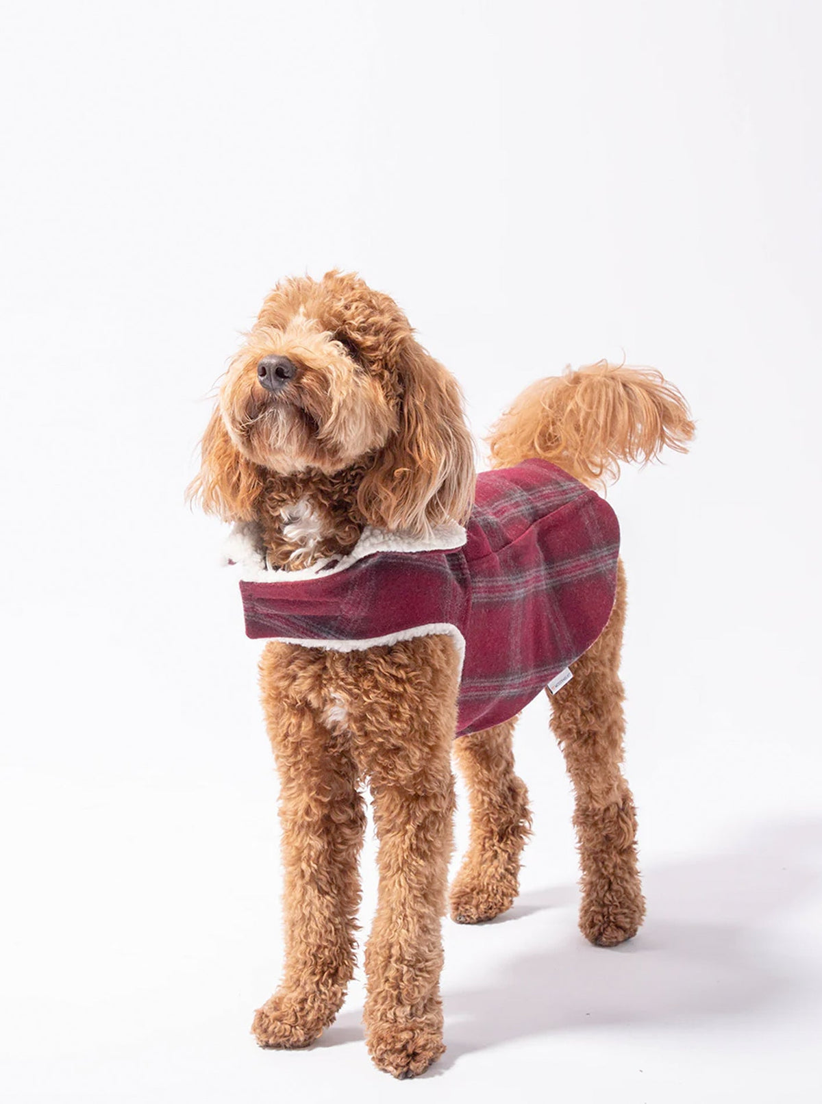 Corduroy Classic Pet Coat