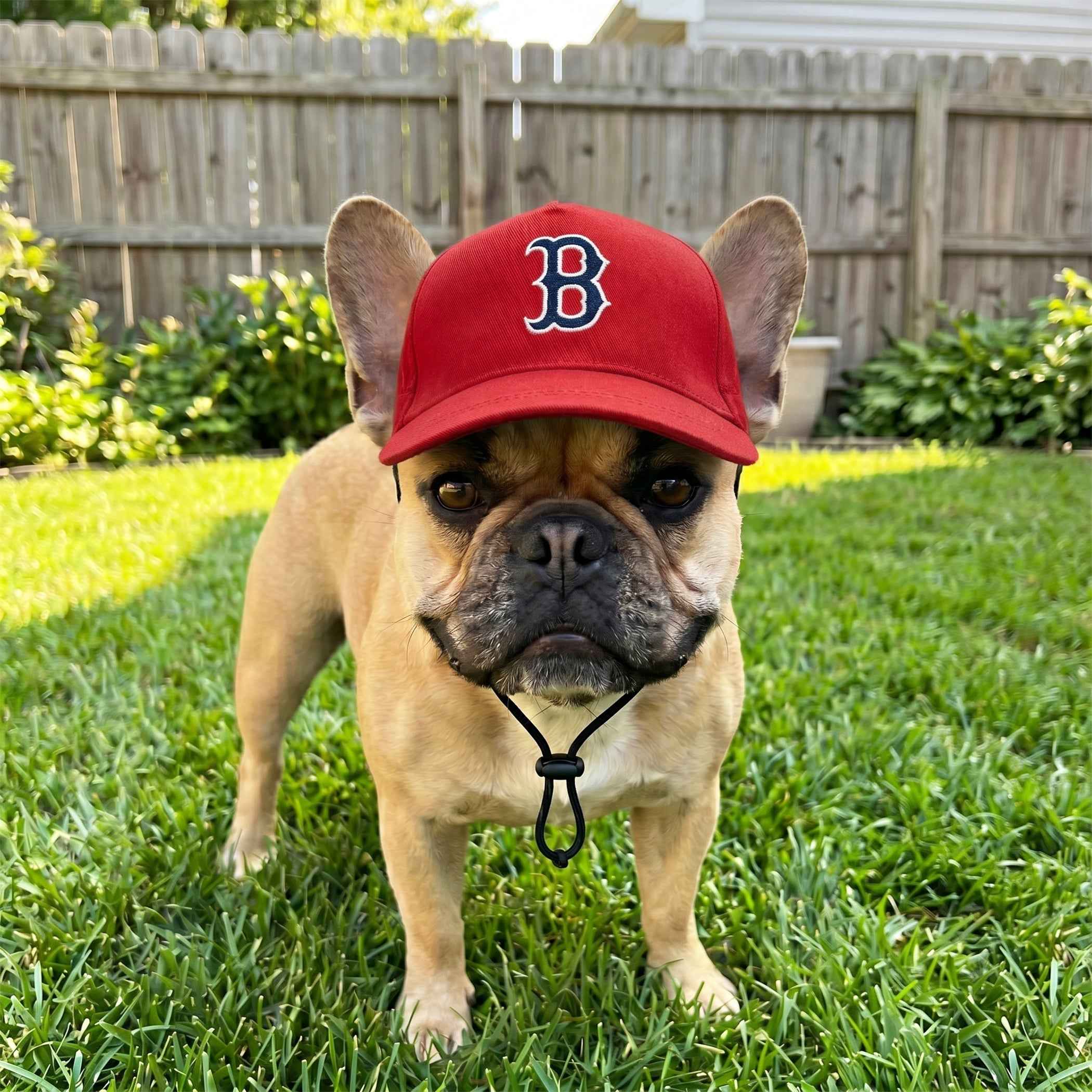 MLB Boston Red Sox Dog Hat
